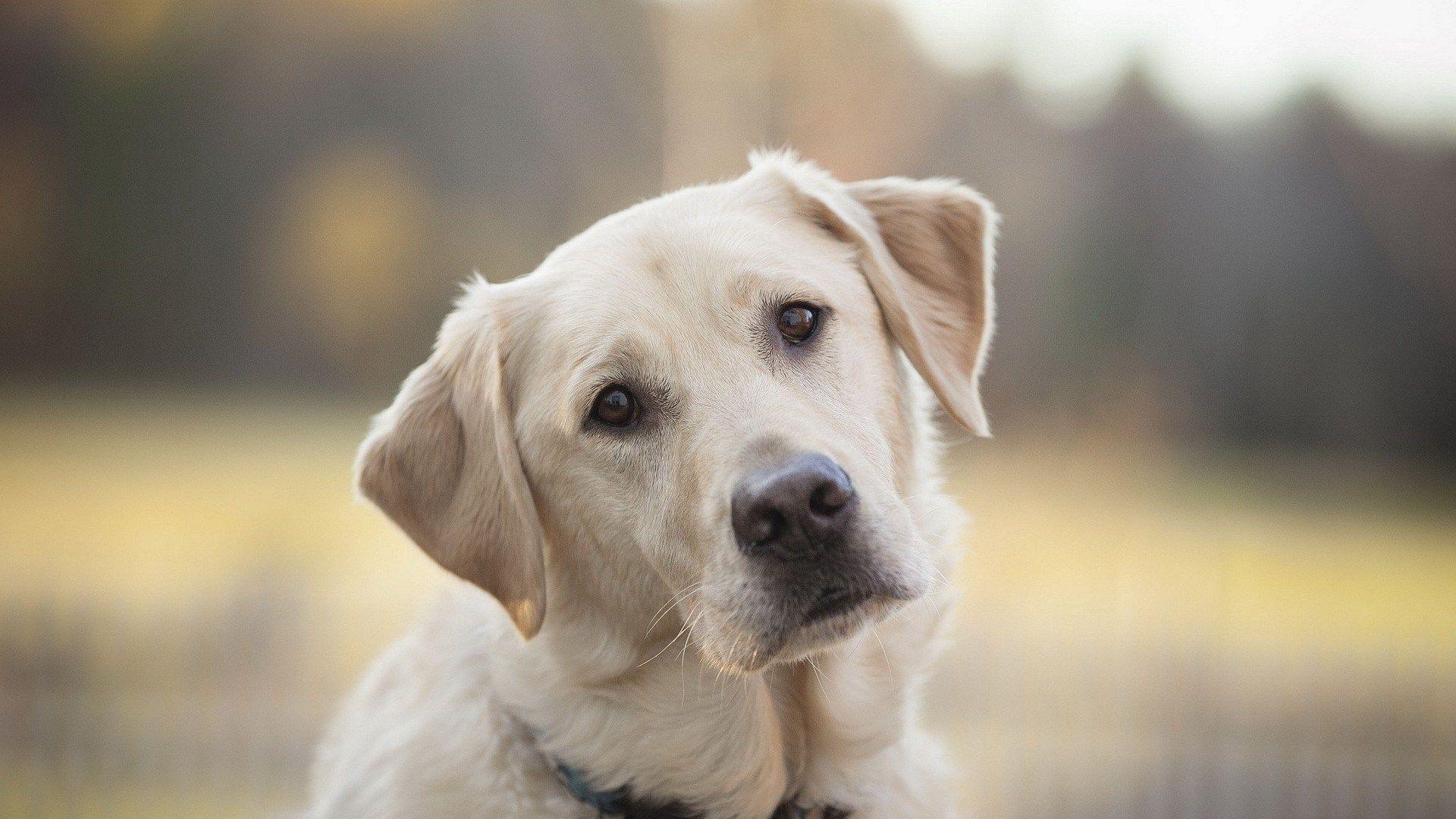 Labrador Retriever, Tiere, Hund, Foto, HD, 1920x1080 Full HD Desktop