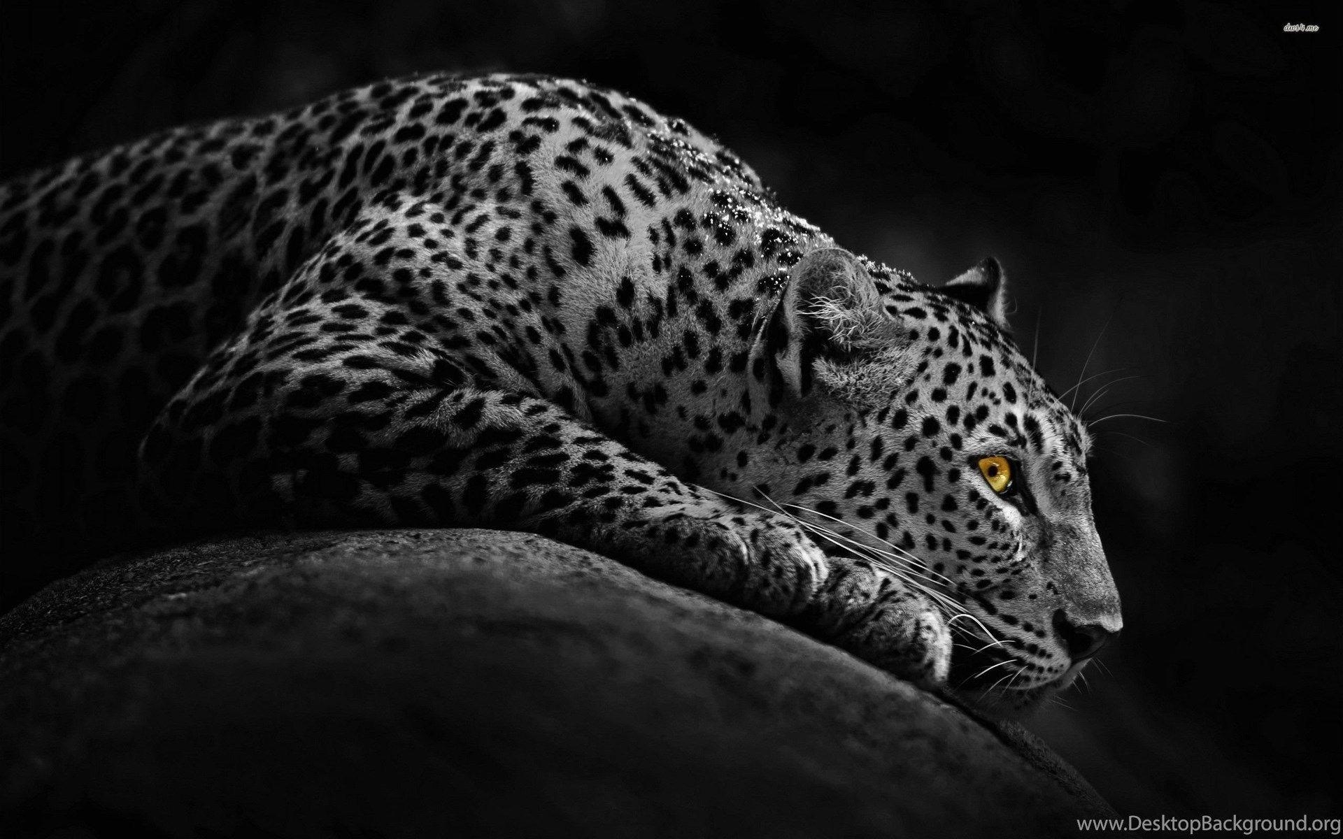 Leopard liegend Tier Desktop Hintergrund, 1920x1200 HD Desktop