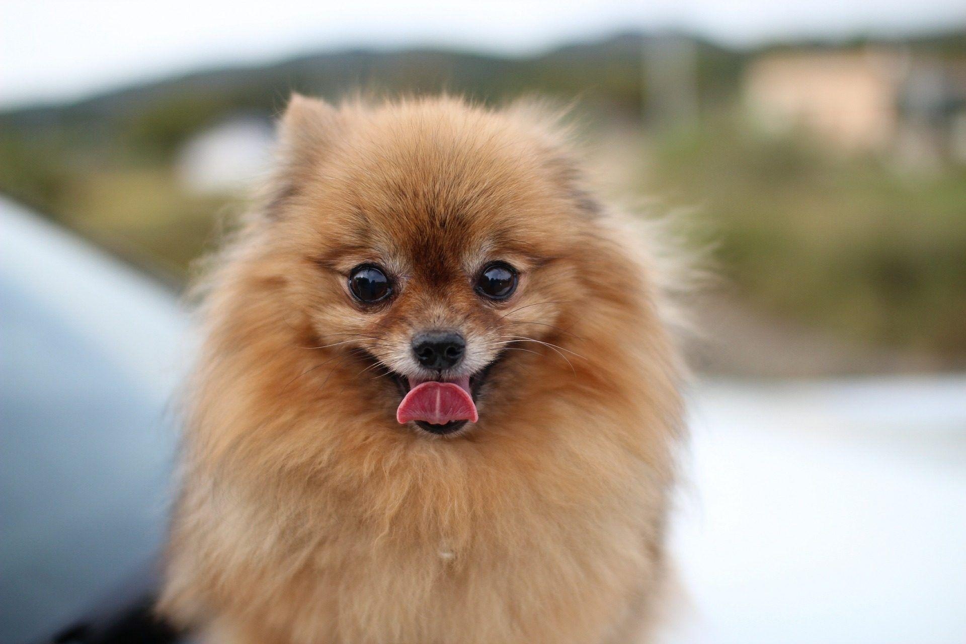 Niedlicher Pomeranian, iPhone, Tiere, Flauschig, Hintergrund, 1920x1280 HD Desktop