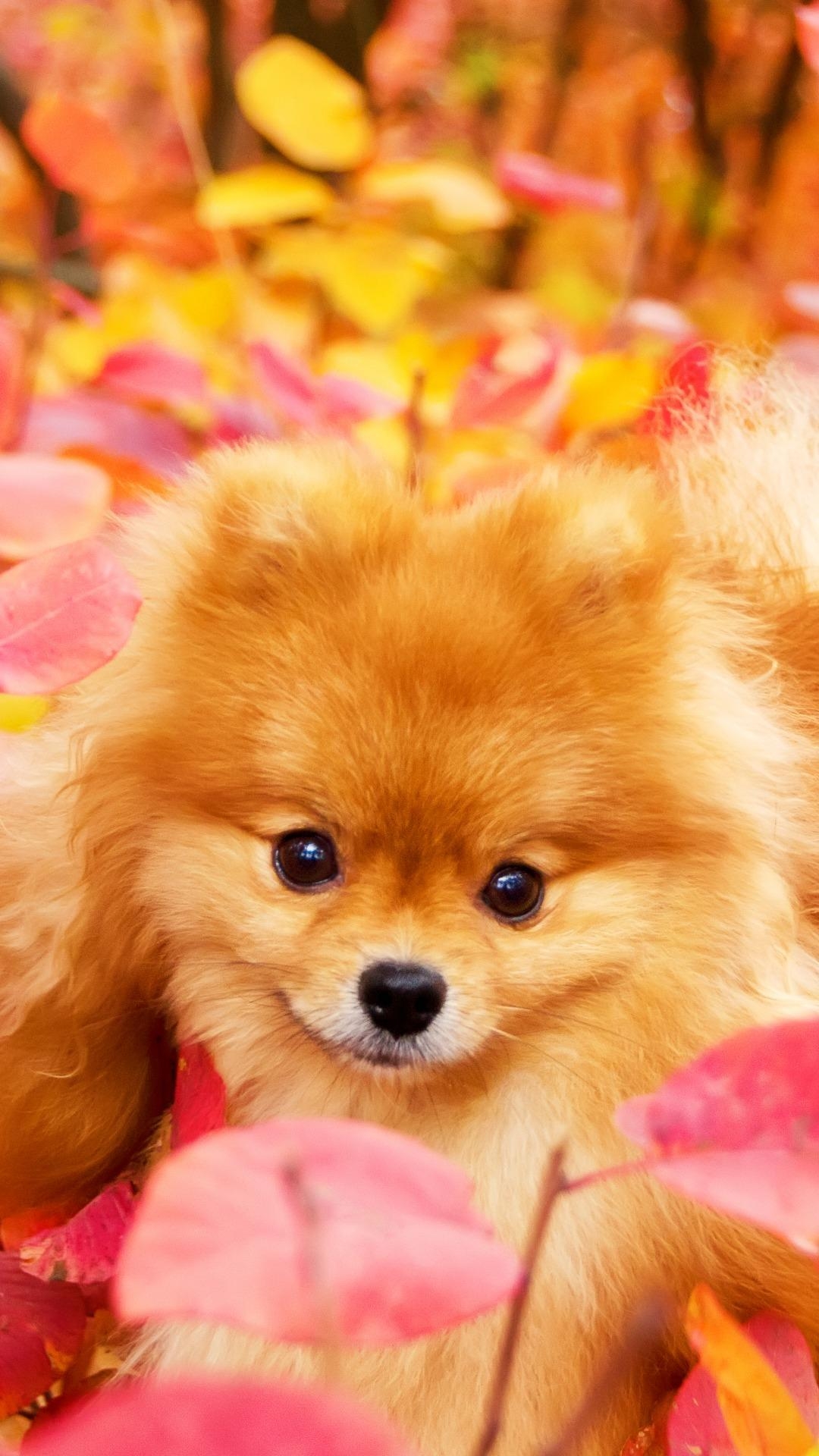 Pomeranian Hund, Niedlich, Android, Hintergrund, Hunde, 1080x1920 Full HD Handy