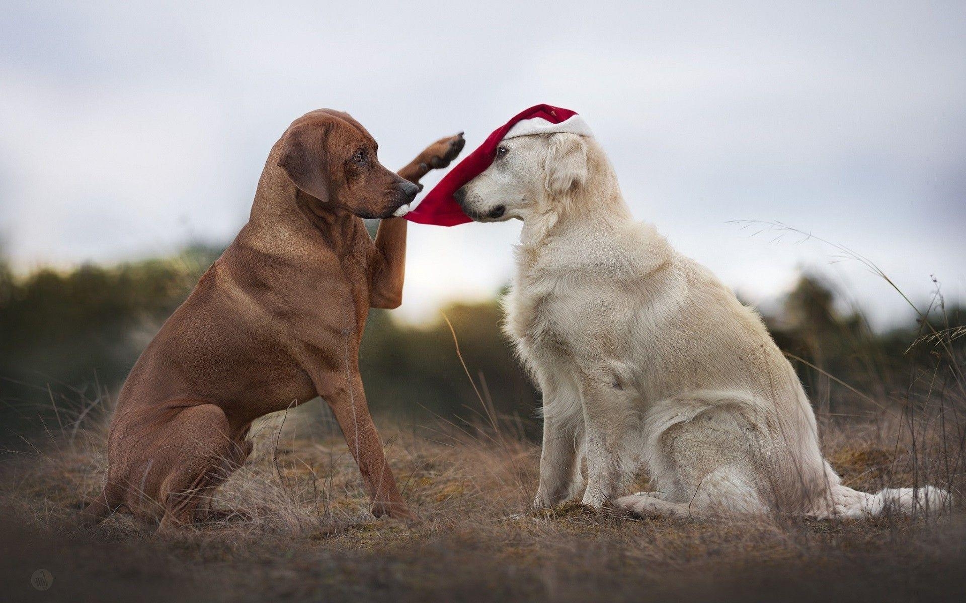 Labrador Retriever, Tiere, Hund, Weihnachtsmütze, HD, 1920x1200 HD Desktop