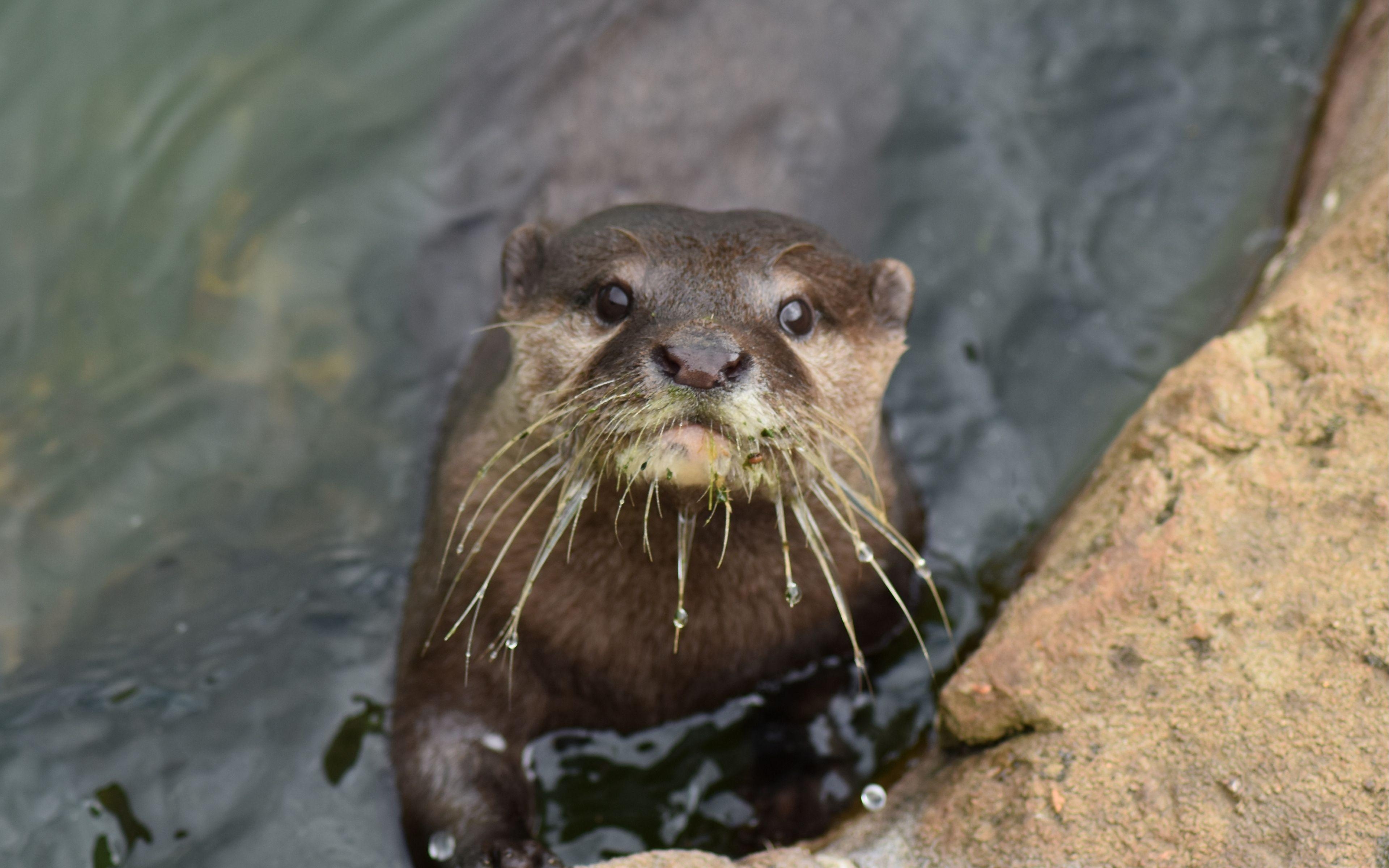 Otter, Hintergrundbild, Tiere, HD, Tokkoro, 3840x2400 4K Desktop