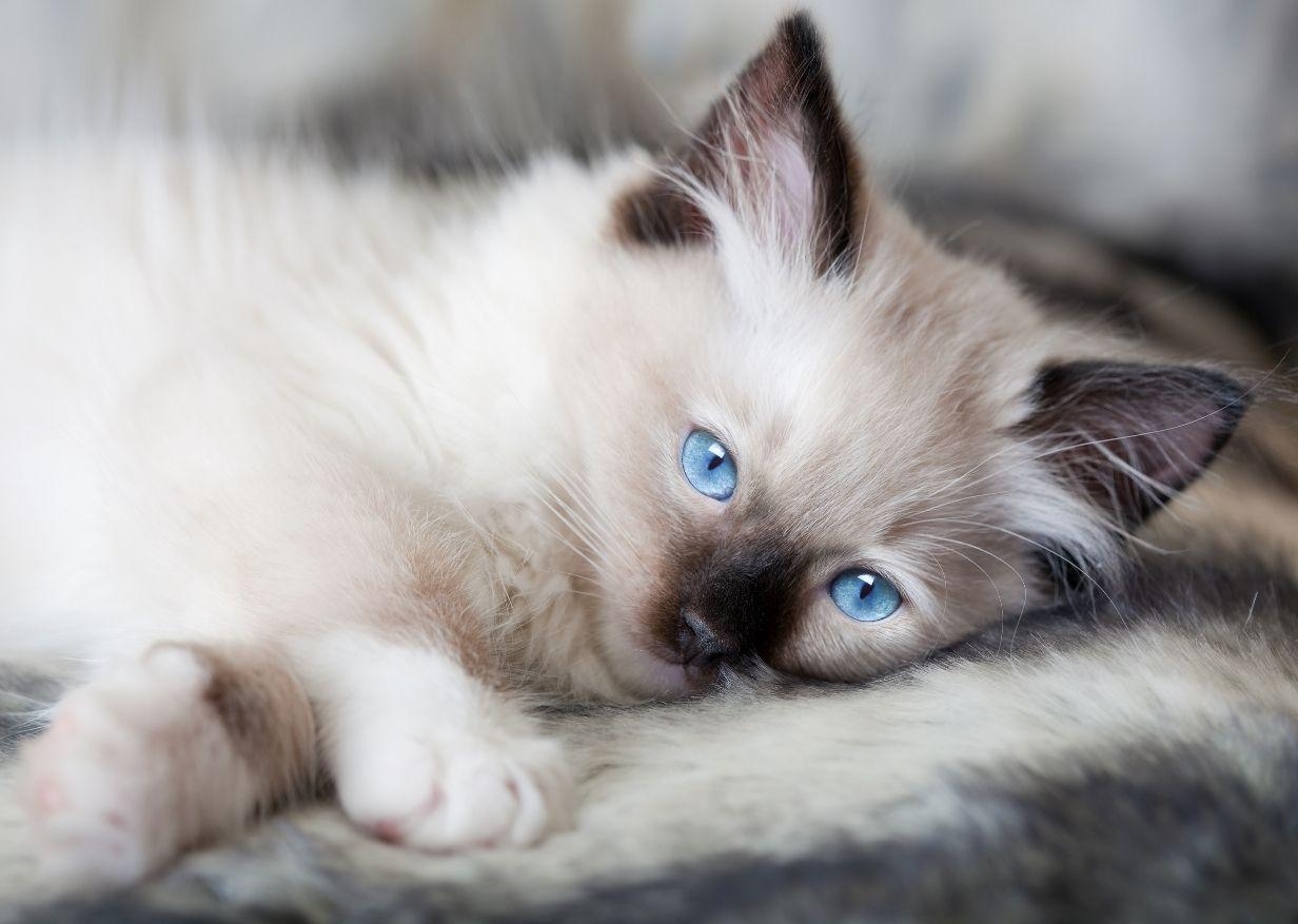 Ragdoll, Katzen, Kätzchen, Amerikanisch, Lustig, 1240x880 HD Desktop