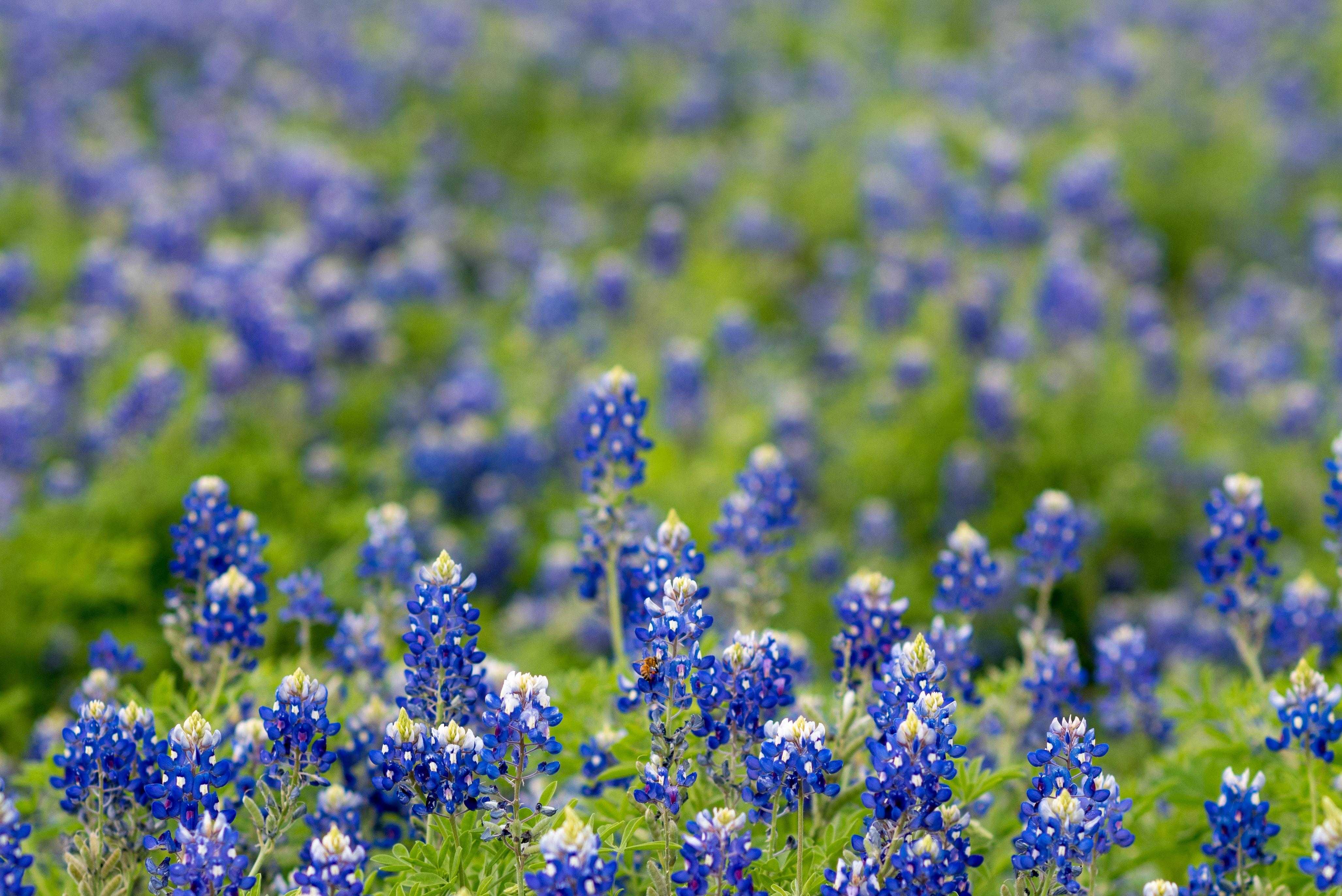 Texas, Bluebonnet, Feld, Blumen, freie Natur, 4110x2750 4K Desktop