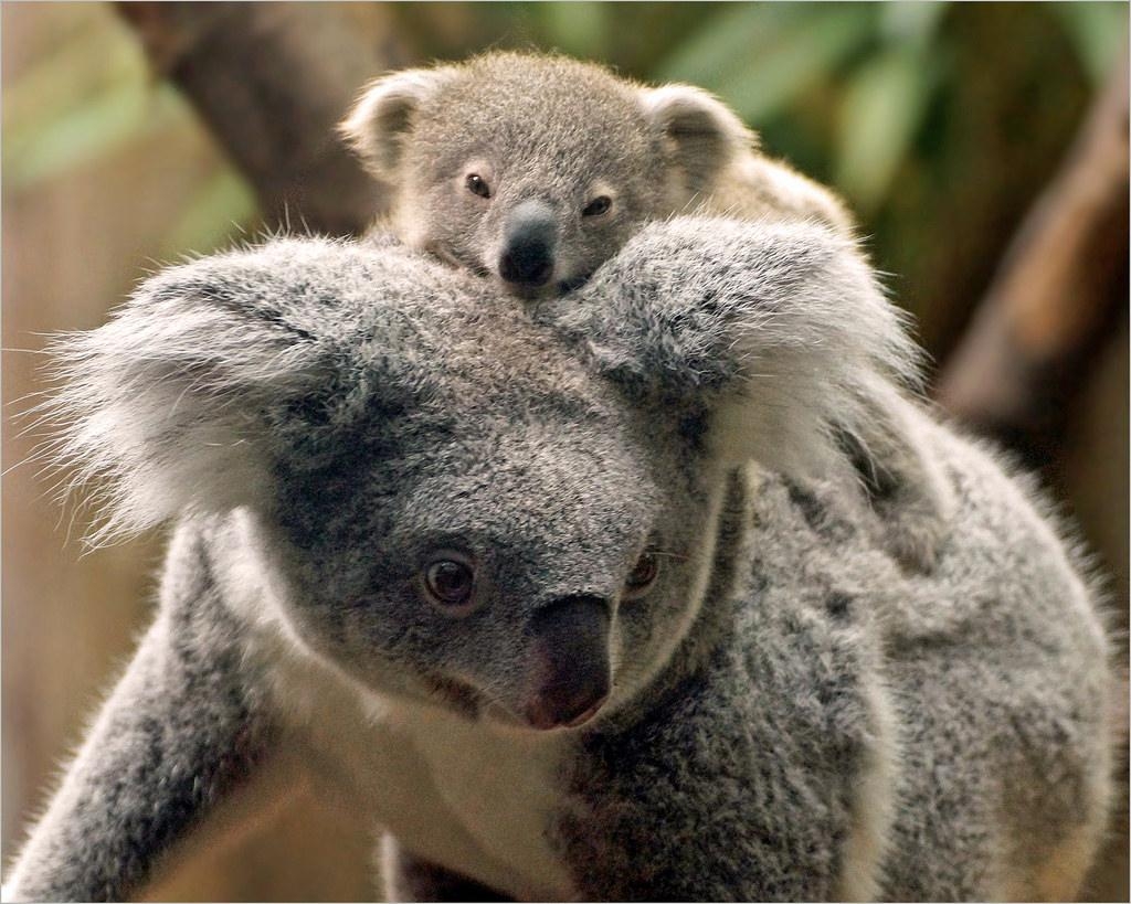 Süßer Koala, Gruppe, HD, Australien, Tiere, 1030x820 HD Desktop