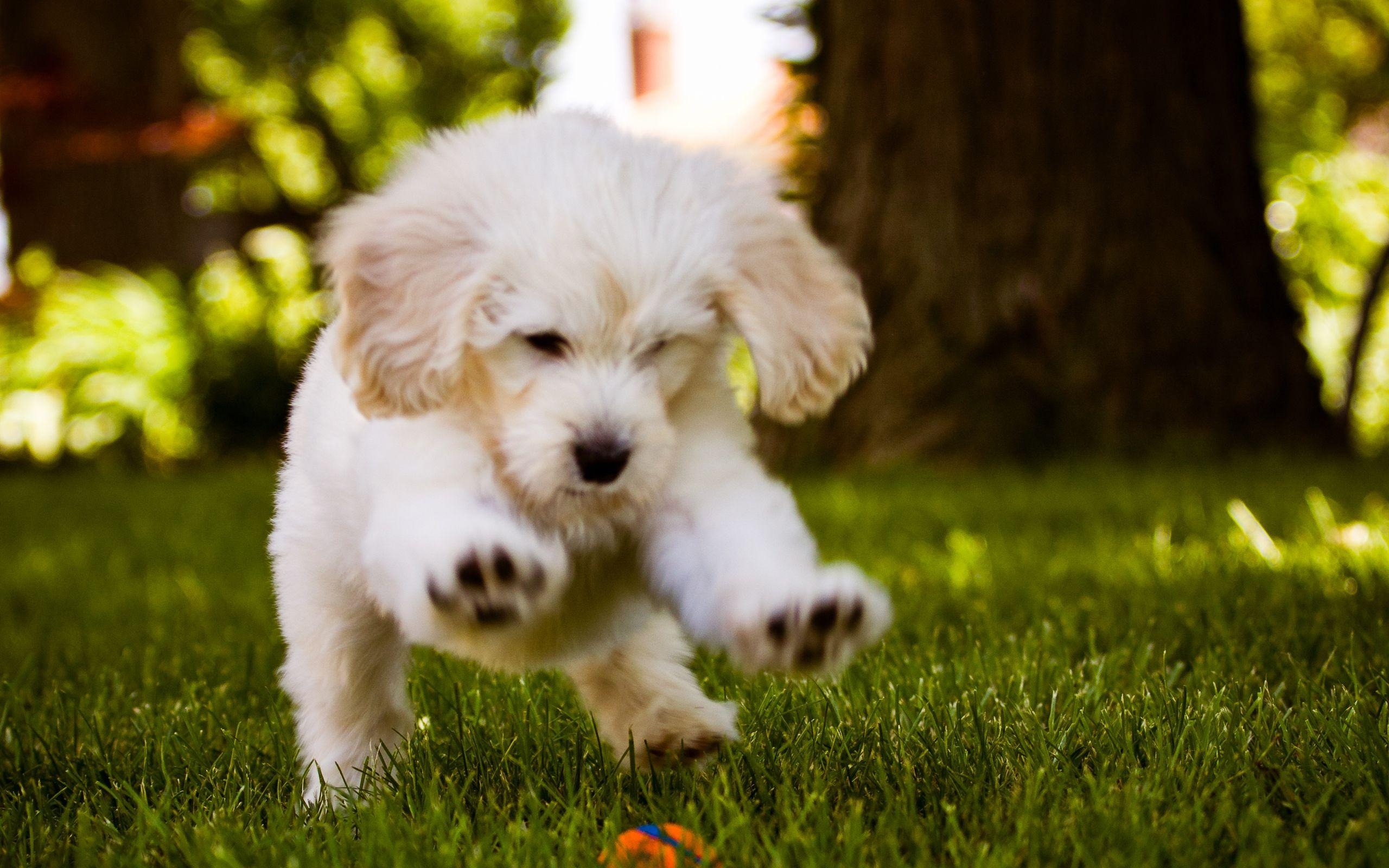 Hund, Ball, Lauf, Wallpaper, Spaß, 2560x1600 HD Desktop