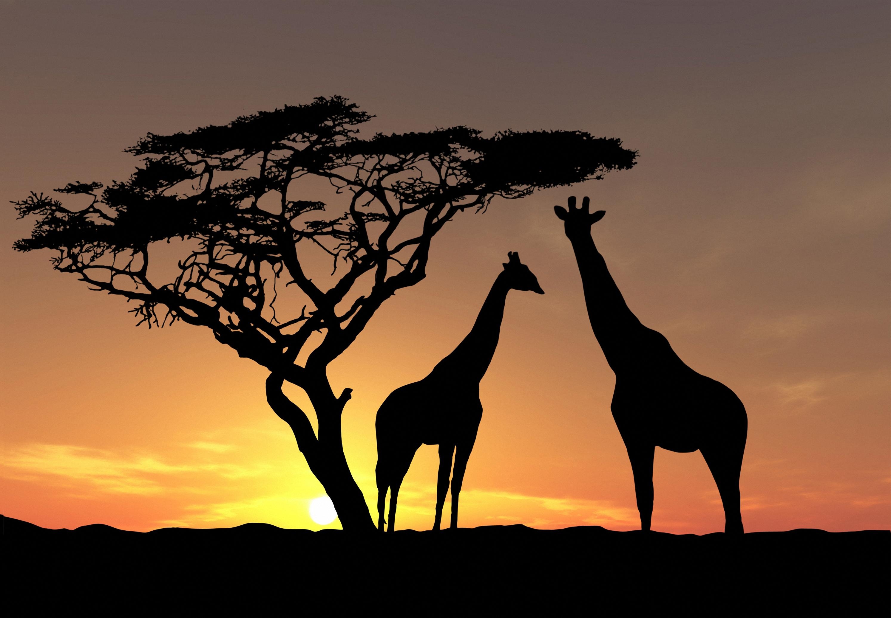 Giraffenbild, HD, Safari, Tiere, Natur, 2990x2080 HD Desktop