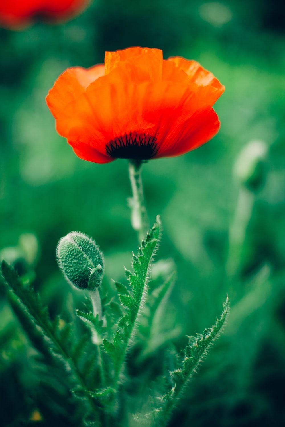 Mohnblume, Bild, HD Download, kostenlos, 1000x1500 HD Handy