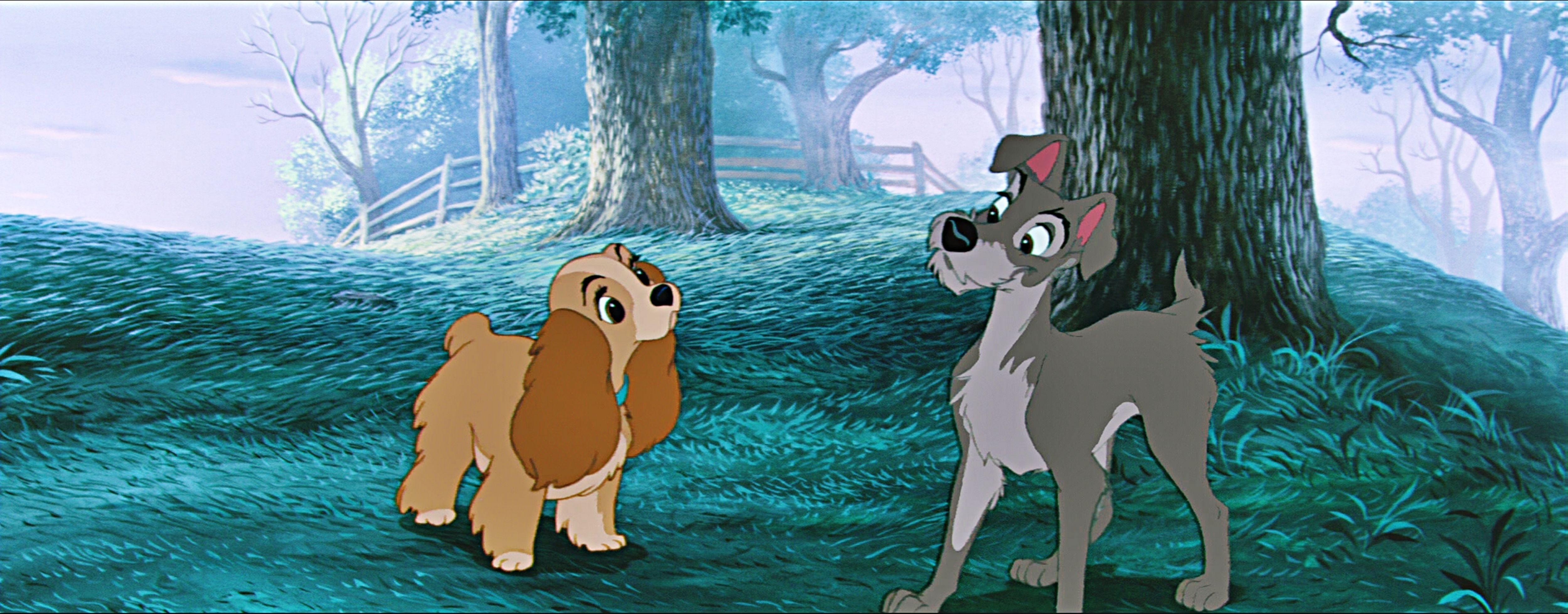 Susi und Strolch, 1958 Zeichentrick, Disney, Klassischer Film, 5000x1960 4K Desktop