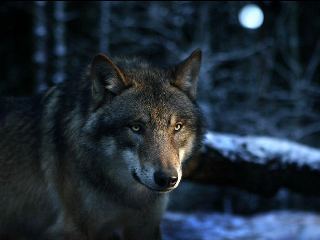 Nachtwolf, Natur, Dunkelheit, Bild, Magie, 1030x770 HD Desktop