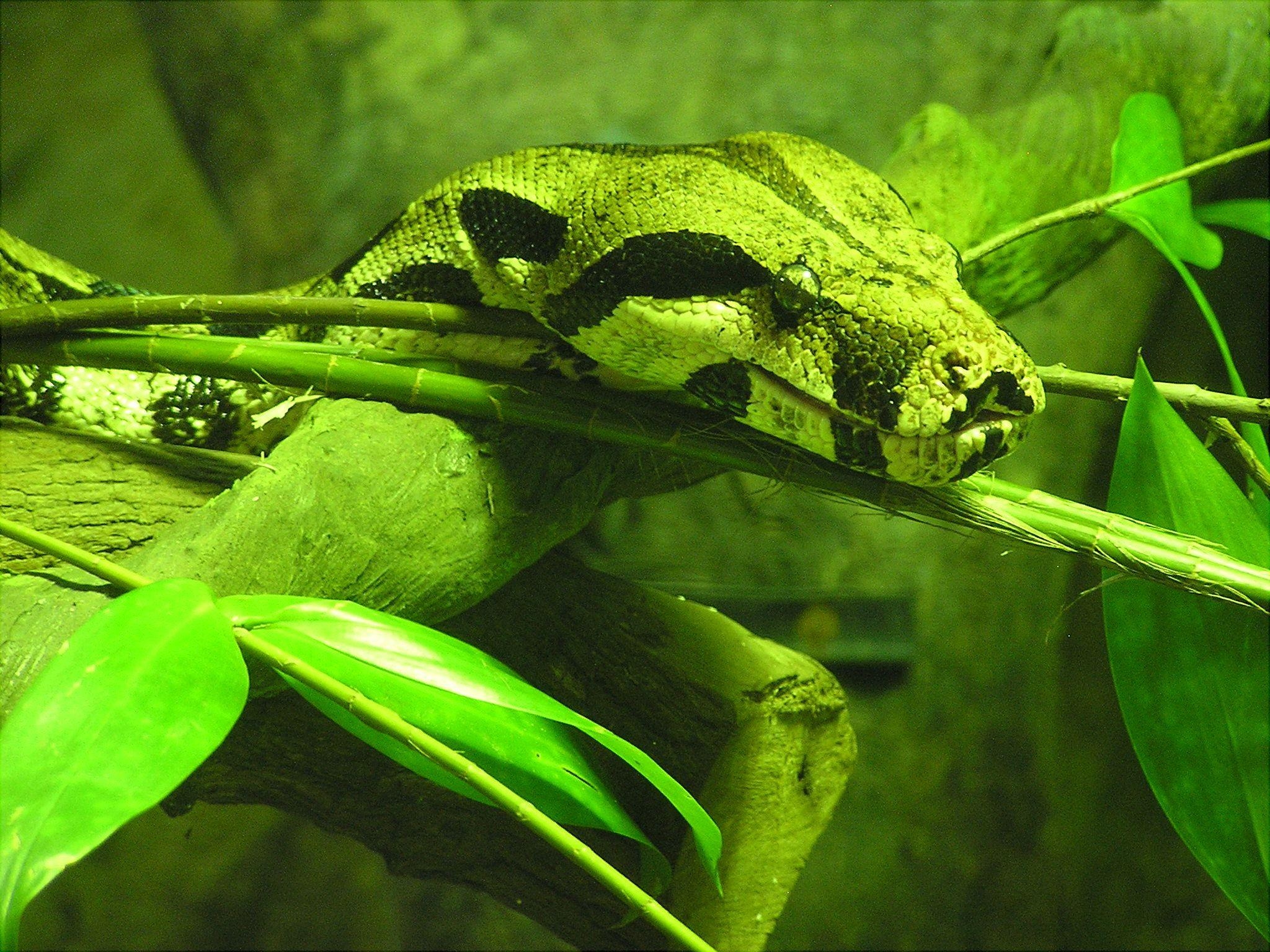 Boa Constrictor, Singapur, Tier, Schlange, Reptil, 2050x1540 HD Desktop