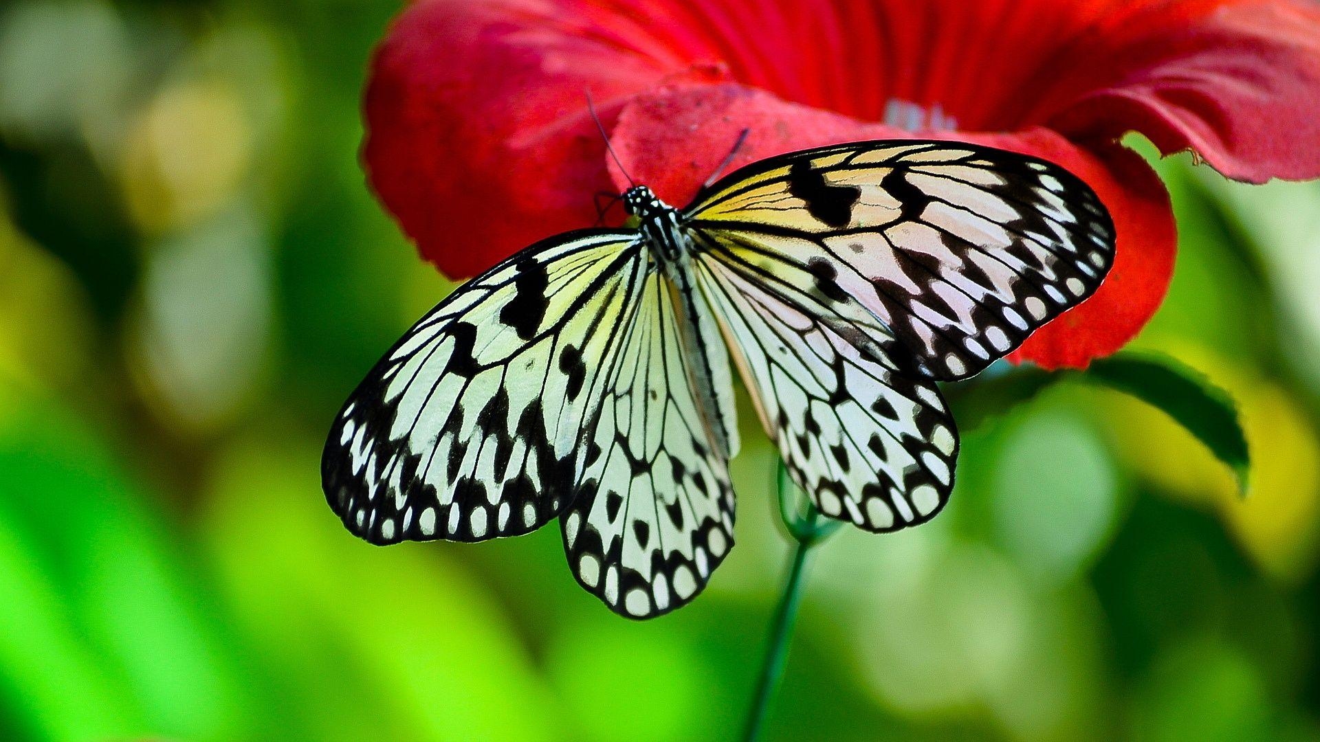 Schmetterling, saugend, Hintergrund HD, Tiere, Natur, 1920x1080 Full HD Desktop