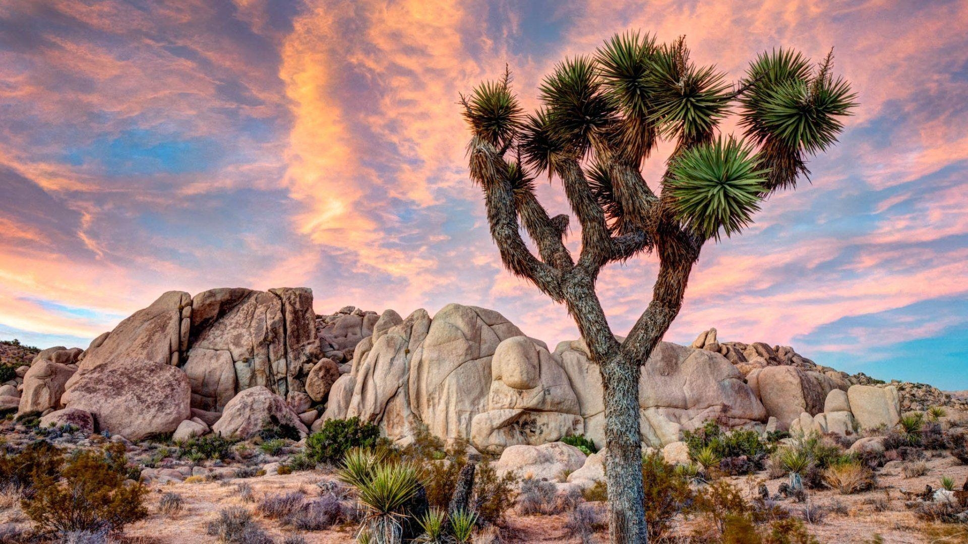 Joshua Tree, Nationalpark, Natur, Kalifornien, Landschaft, 1920x1080 Full HD Desktop