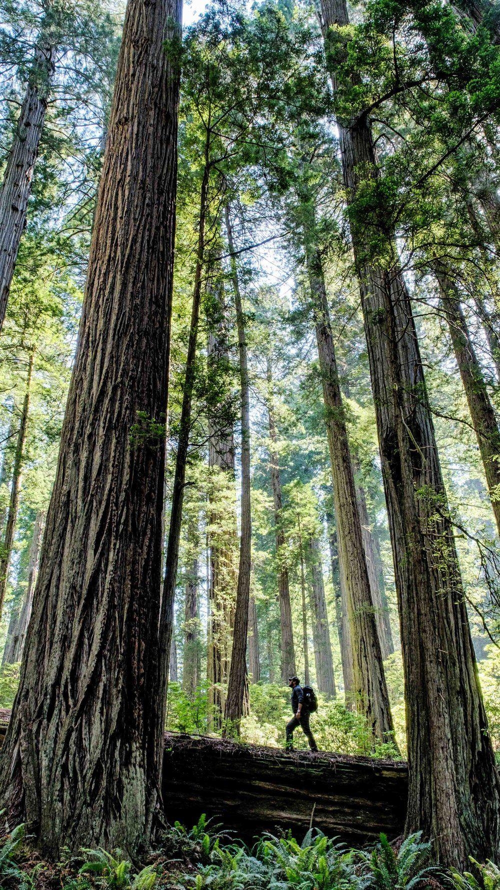 Redwood Nationalpark, Handy Hintergrund, Kalifornien, Wälder, 1000x1780 HD Handy