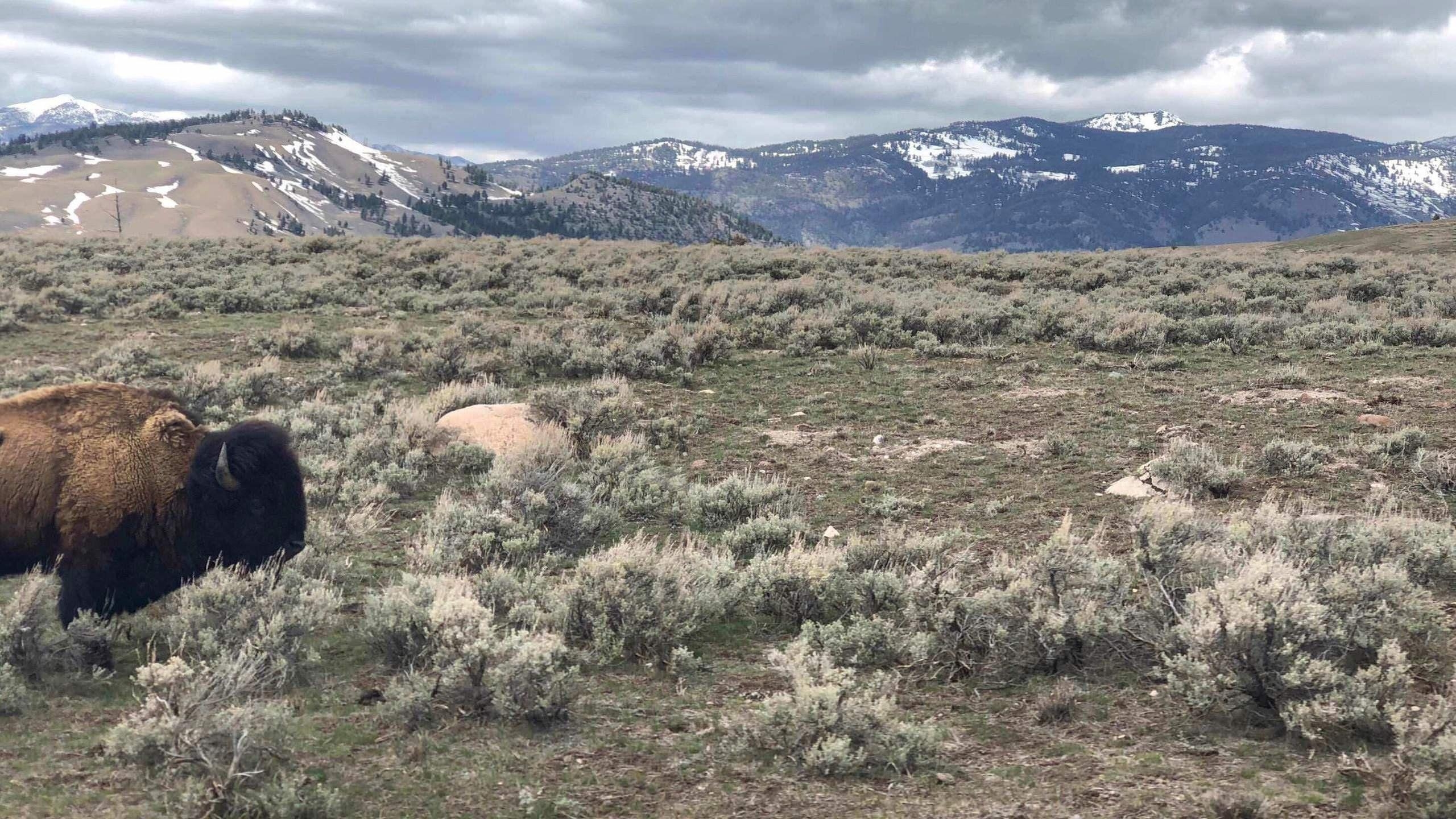 Yellowstone Nationalpark, Camping, Natur, USA, Abenteuer, 2560x1440 HD Desktop