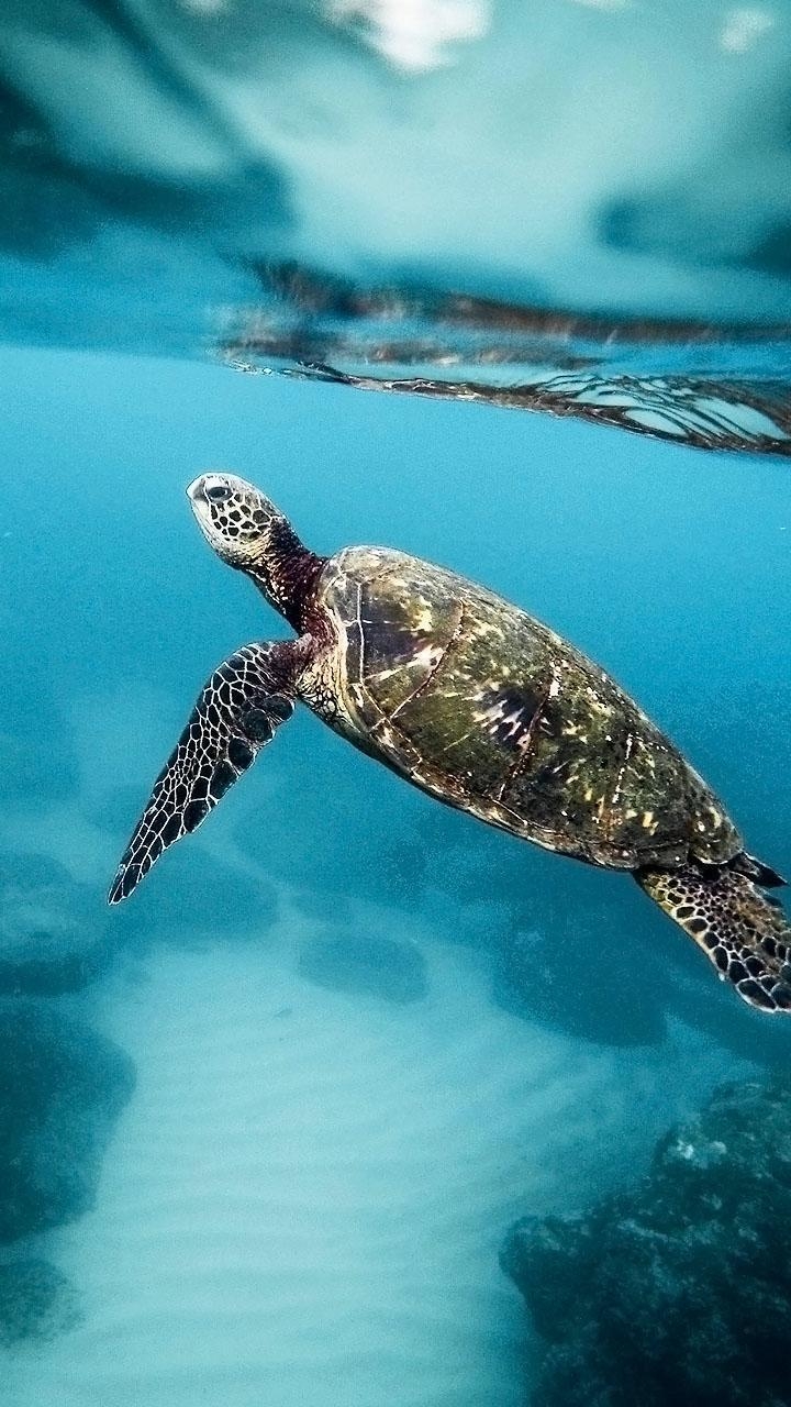 Schildkröten, Tapete, Tierwelt, Meer, Natur, 720x1280 HD Handy