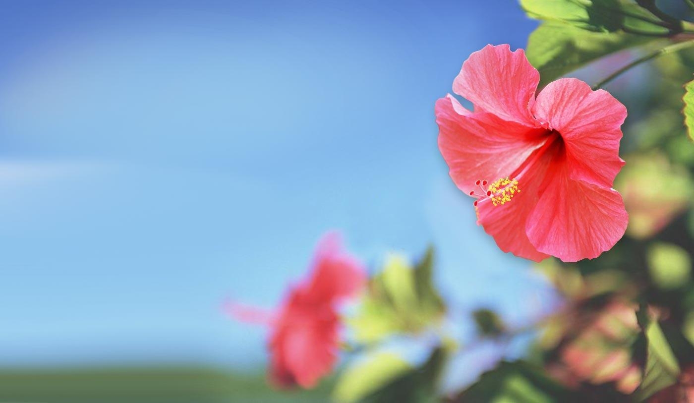 Hibiskus, Hintergrund, Natur, Flora, Exotisch, 1400x820 HD Desktop