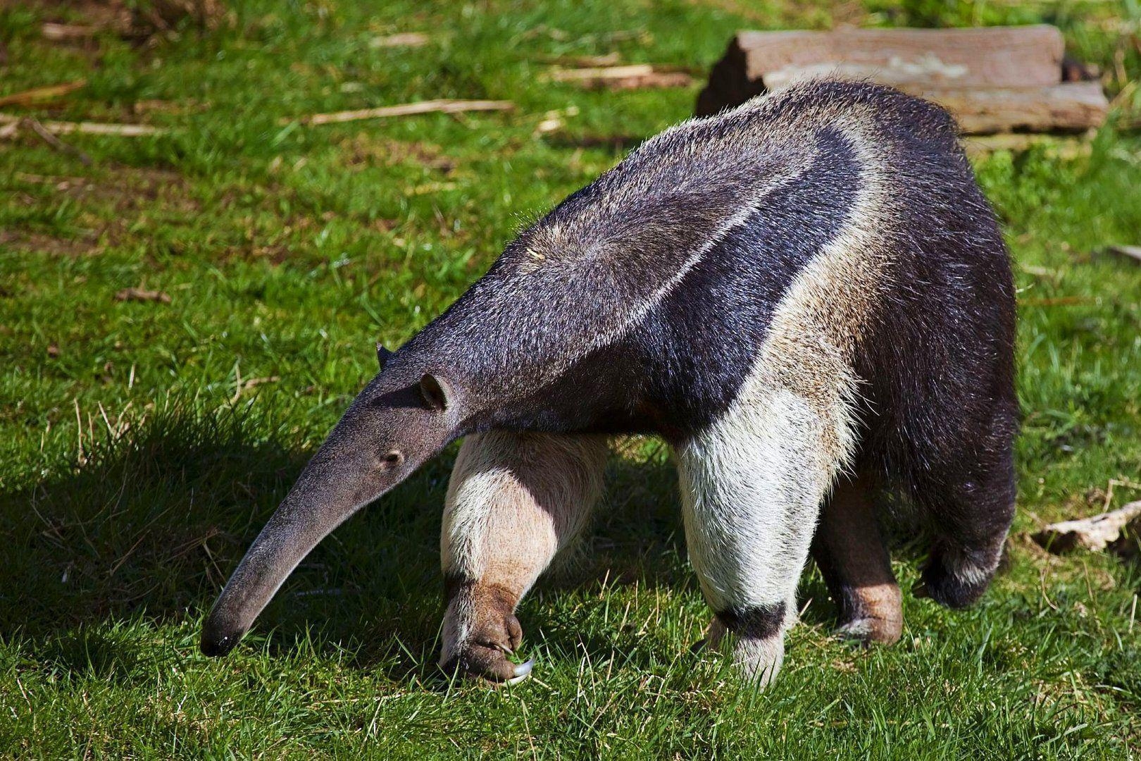 Ameisenbär, Tier, Hintergrund, Bild, Vermilingua, 1620x1080 HD Desktop