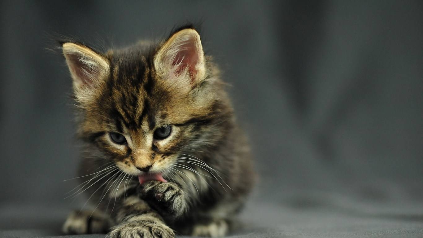 Maine Coon, HD, Download, Katze, Hintergrund, 1370x770 HD Desktop