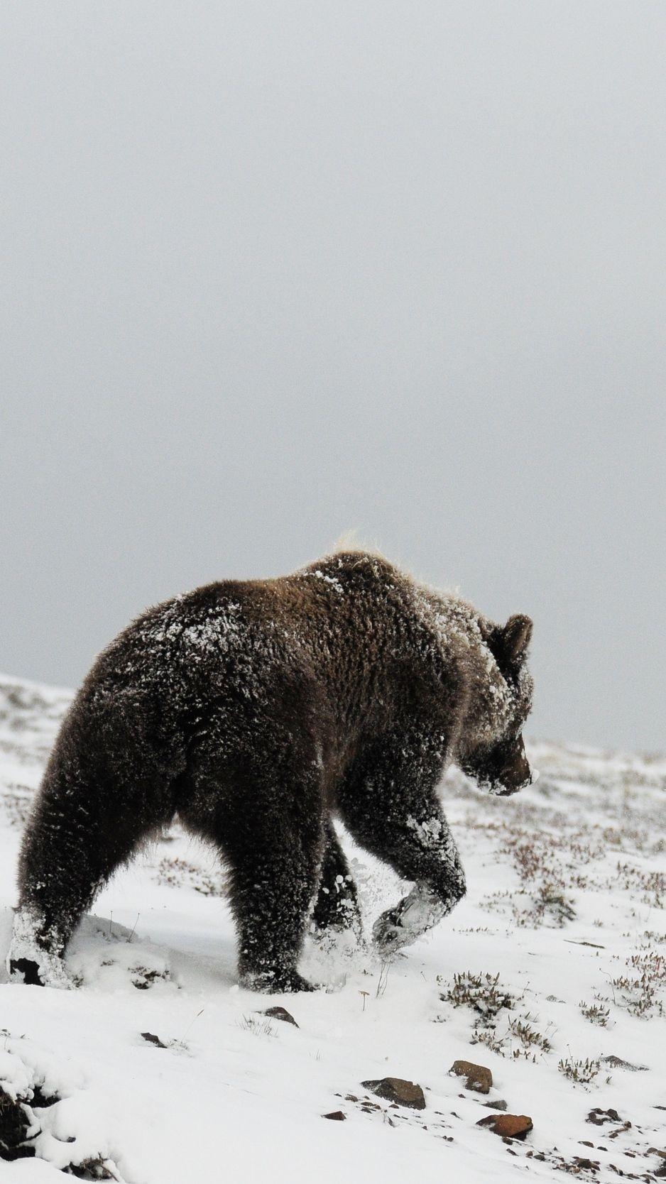 Grizzlybär, Winter, Schnee, Nordamerika, Tierwelt, 940x1670 HD Handy