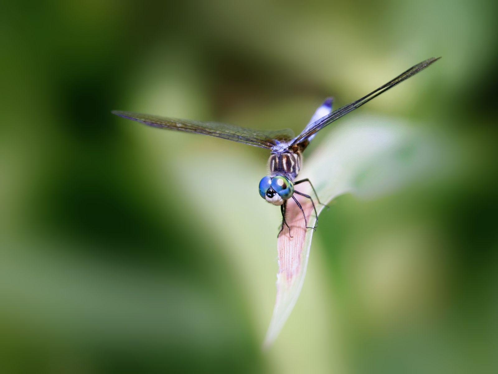 Libelle, Insekten, Natur, WaspWednesday, Hintergrund, 1600x1200 HD Desktop