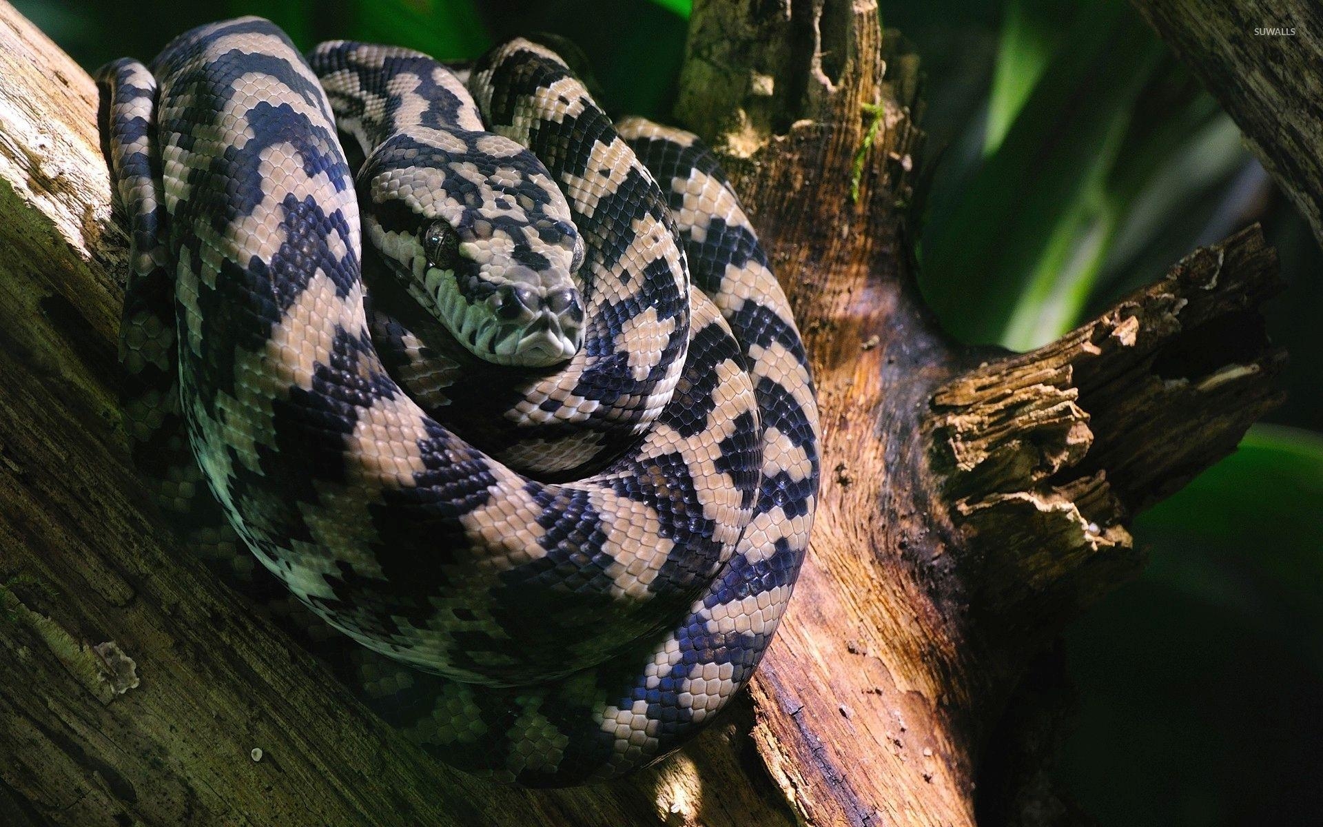 Baumstamm, Boa Constrictor, Natur, Fotografie, Hintergrund, 1920x1200 HD Desktop