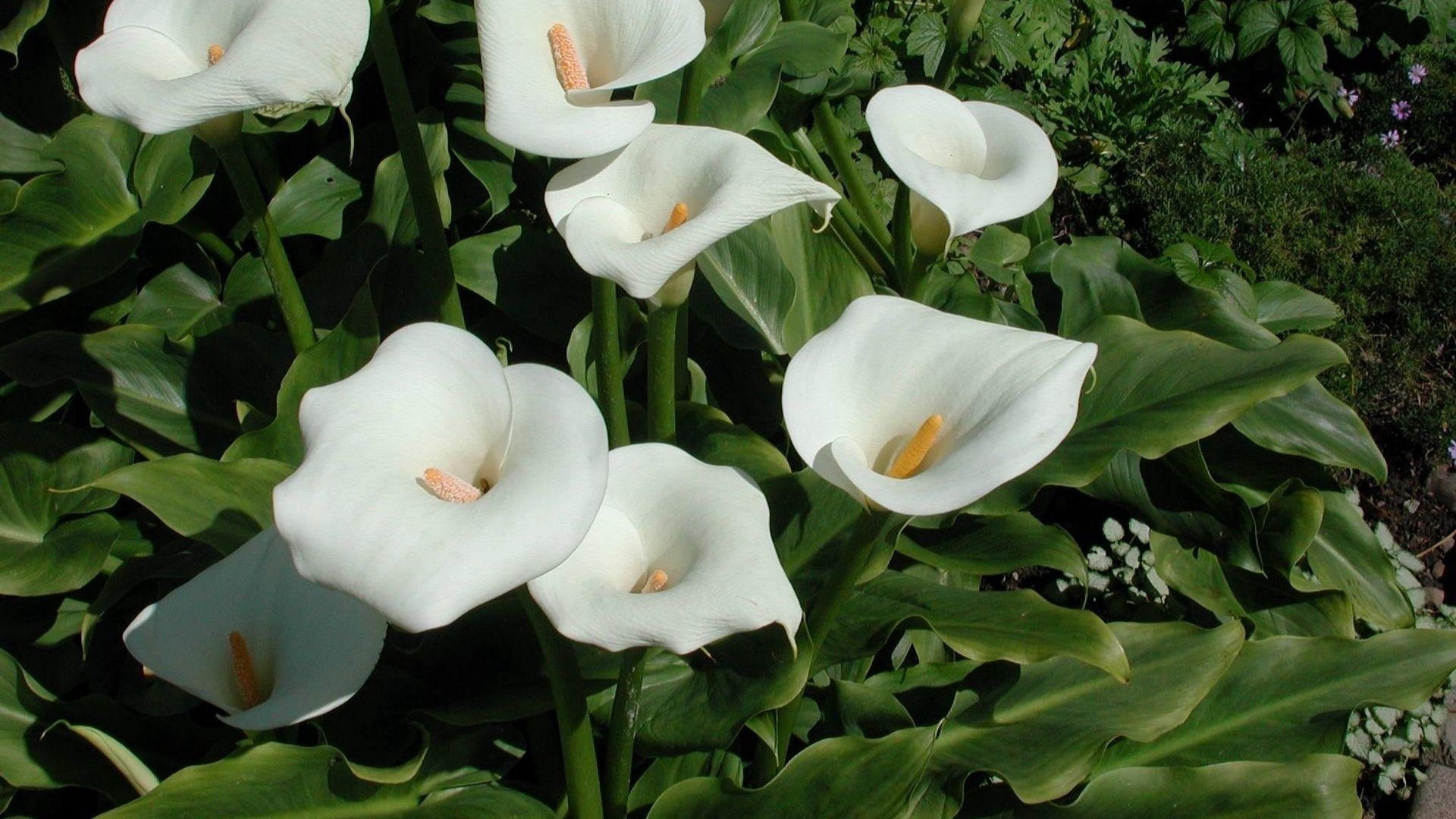 Calla-Lilien, HD, Natur, Blume, Foto, 1920x1080 Full HD Desktop