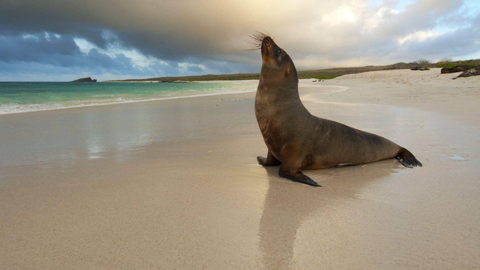 Seelöwe, HD, Tier, Ozean, Hintergrundbild, 1600x900 HD Desktop