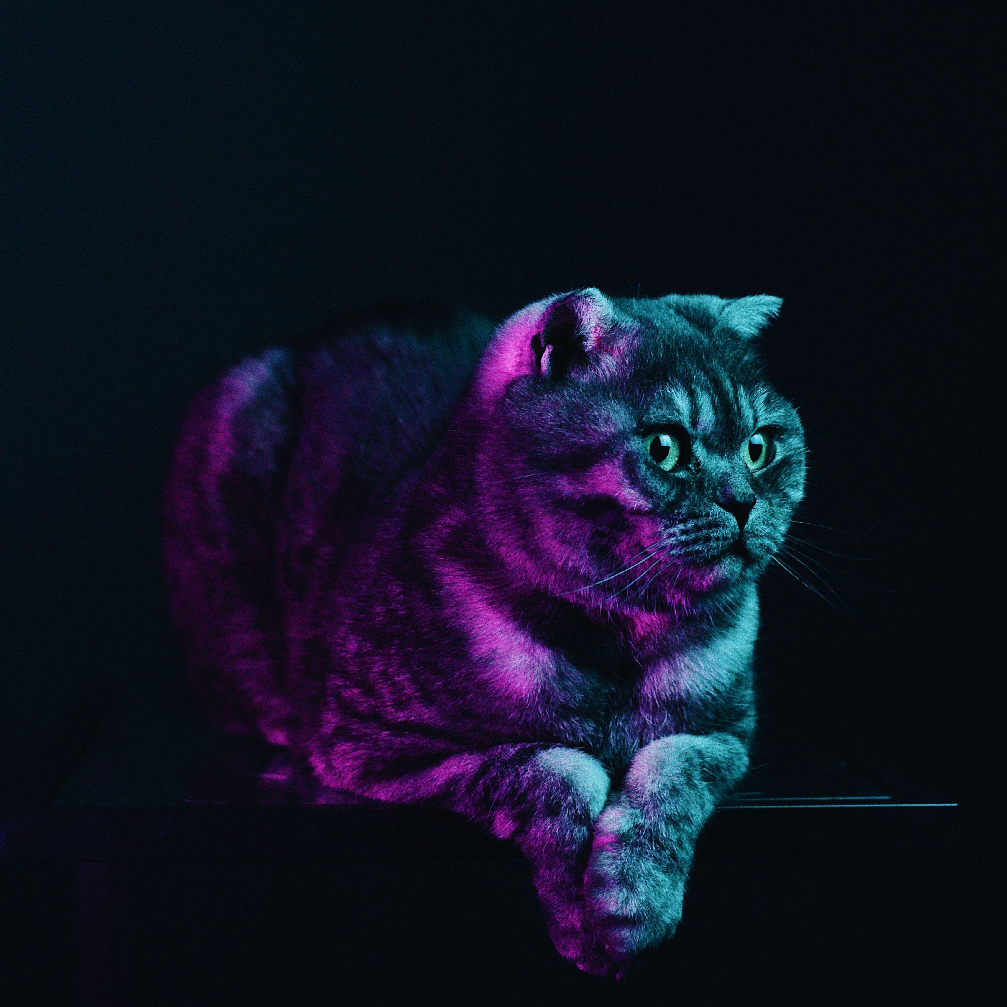 Scottish Fold, Grau, Haustier, Neon, Hintergrund, 3420x3420 4K Handy