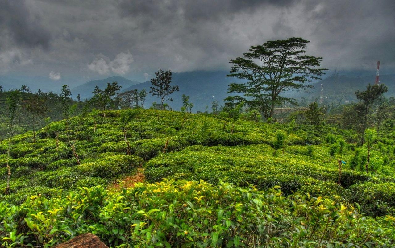 Sri Lanka, Insel, Paradies, Pazifik, Natur, 1280x810 HD Desktop