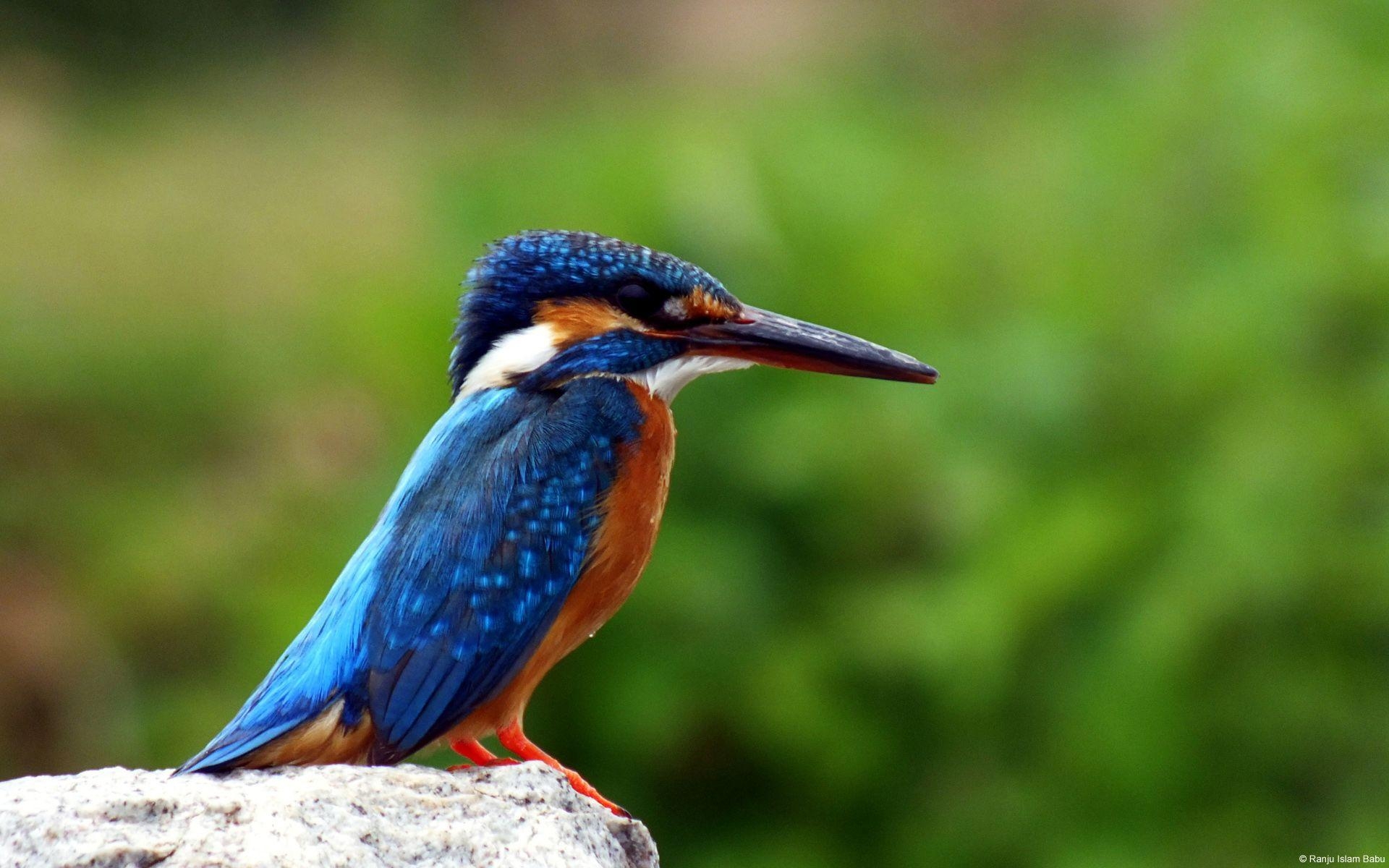 Eisvogel, Tier, bunter Vogel, Zweig, Natur, 1920x1200 HD Desktop