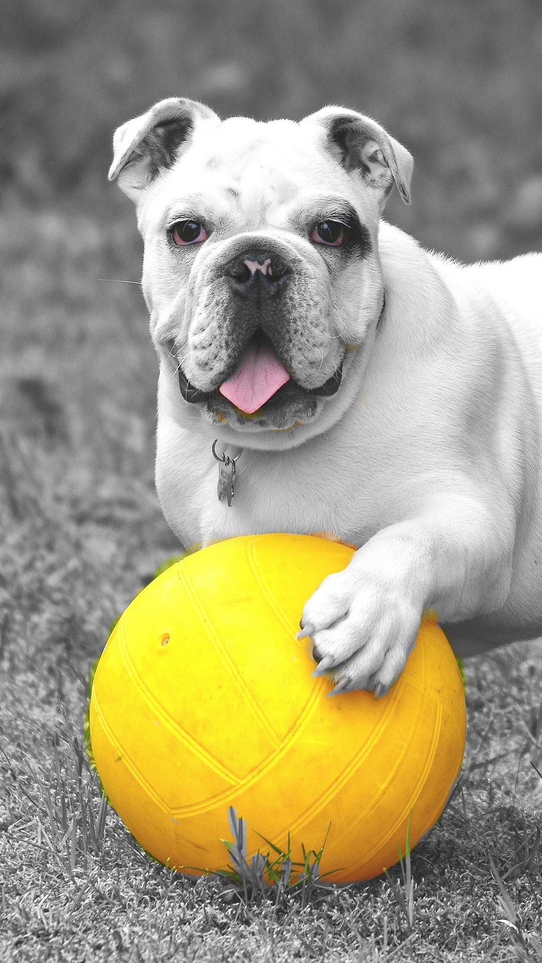 Englische Bulldogge, Tiere, Hintergrund, Bild, Haustier, 1080x1920 Full HD Handy