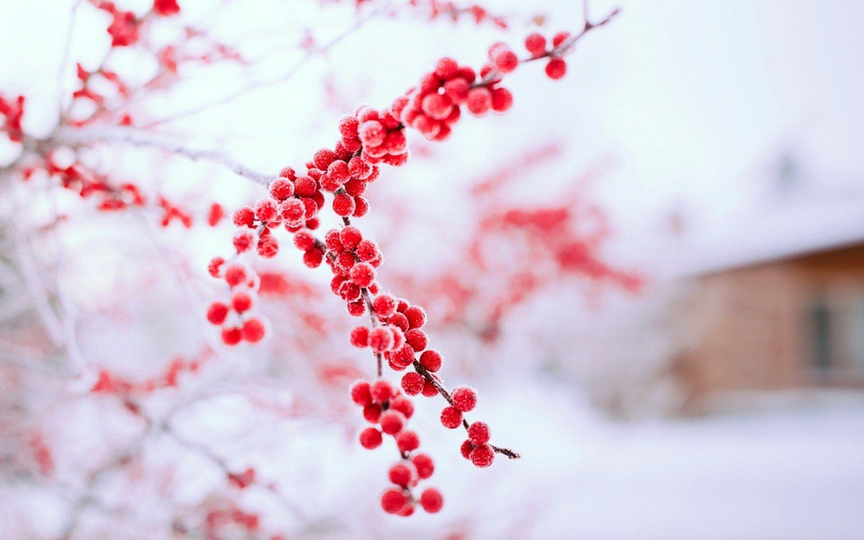 Rote Winterbeeren, Hintergrund, Bild, Beeren, Foto, 1680x1050 HD Desktop