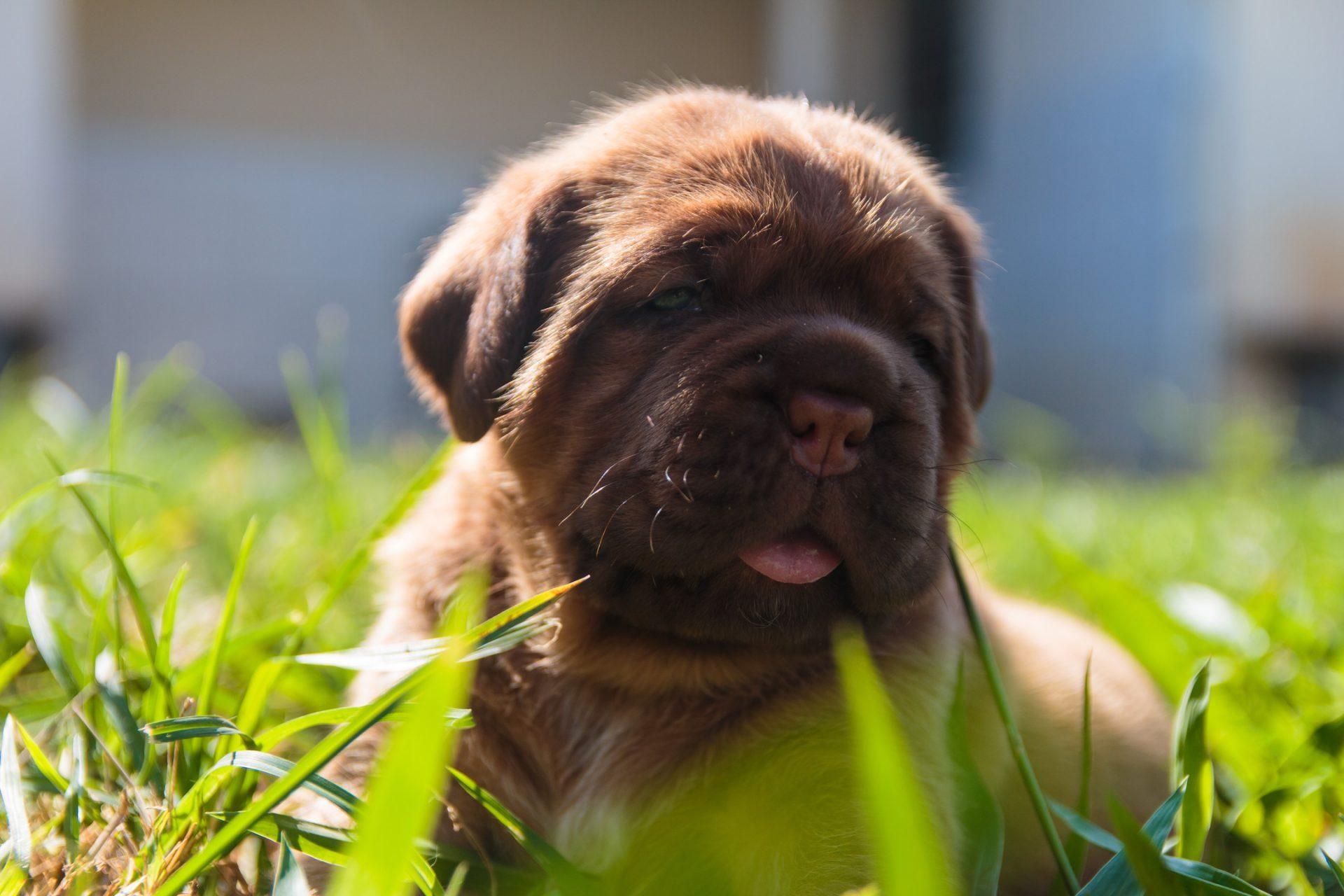 Mastiff, Hund, HD, Bild, Haustier, 1920x1280 HD Desktop