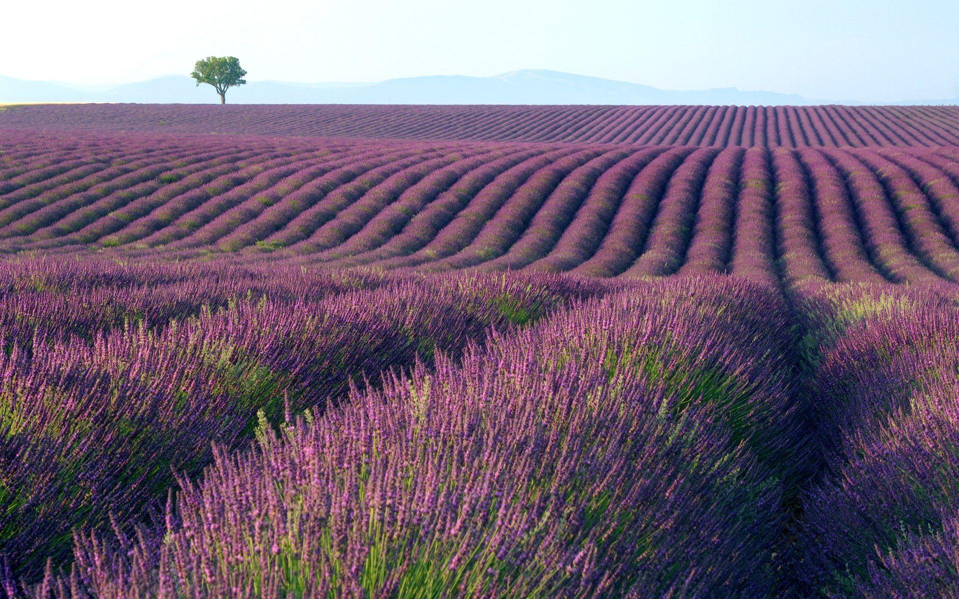 Lavendel, HD, Bild, Hintergrund, Natur, 1920x1200 HD Desktop