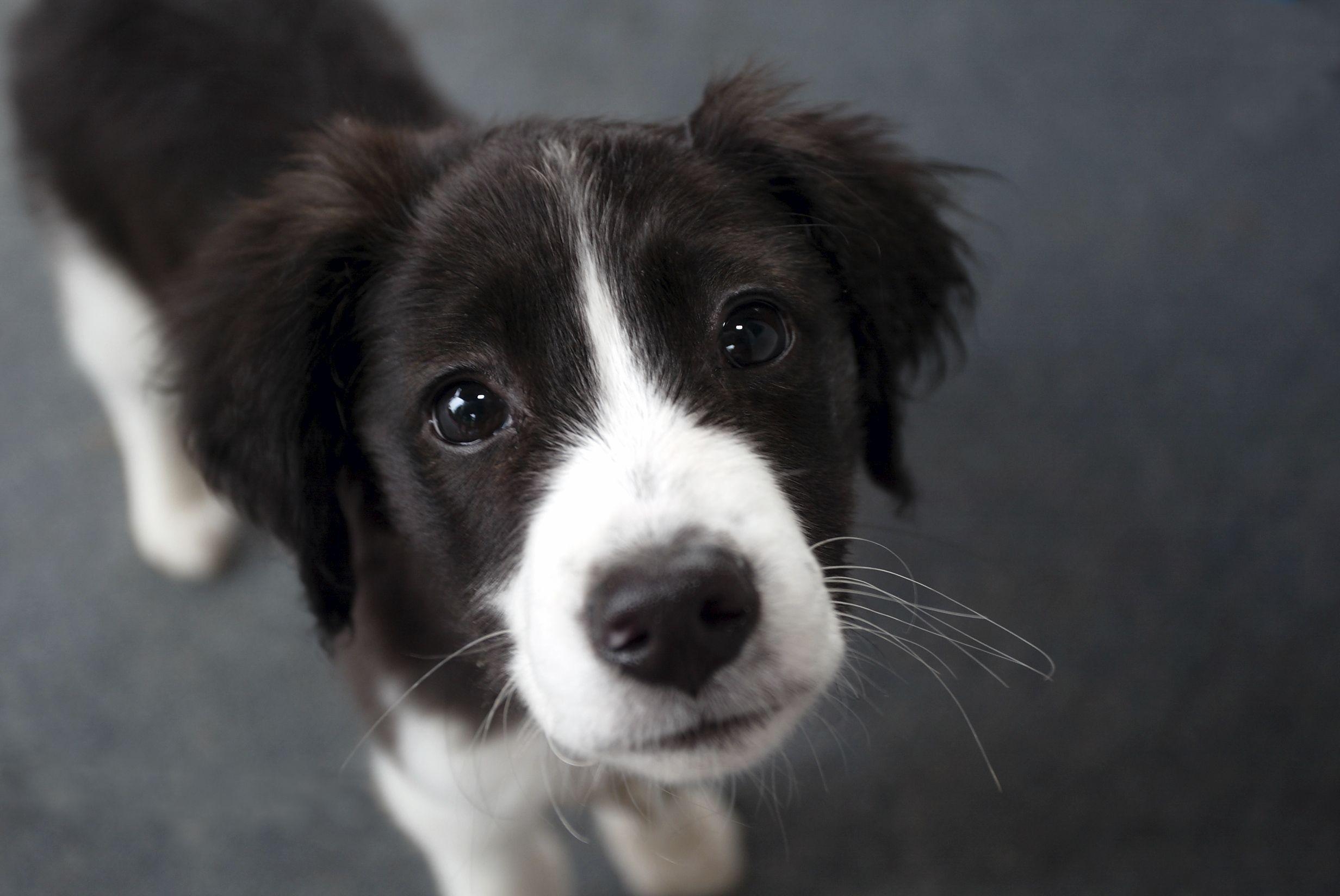 Border Collie, Hund, VK278, Bild, Größe, 2470x1650 HD Desktop