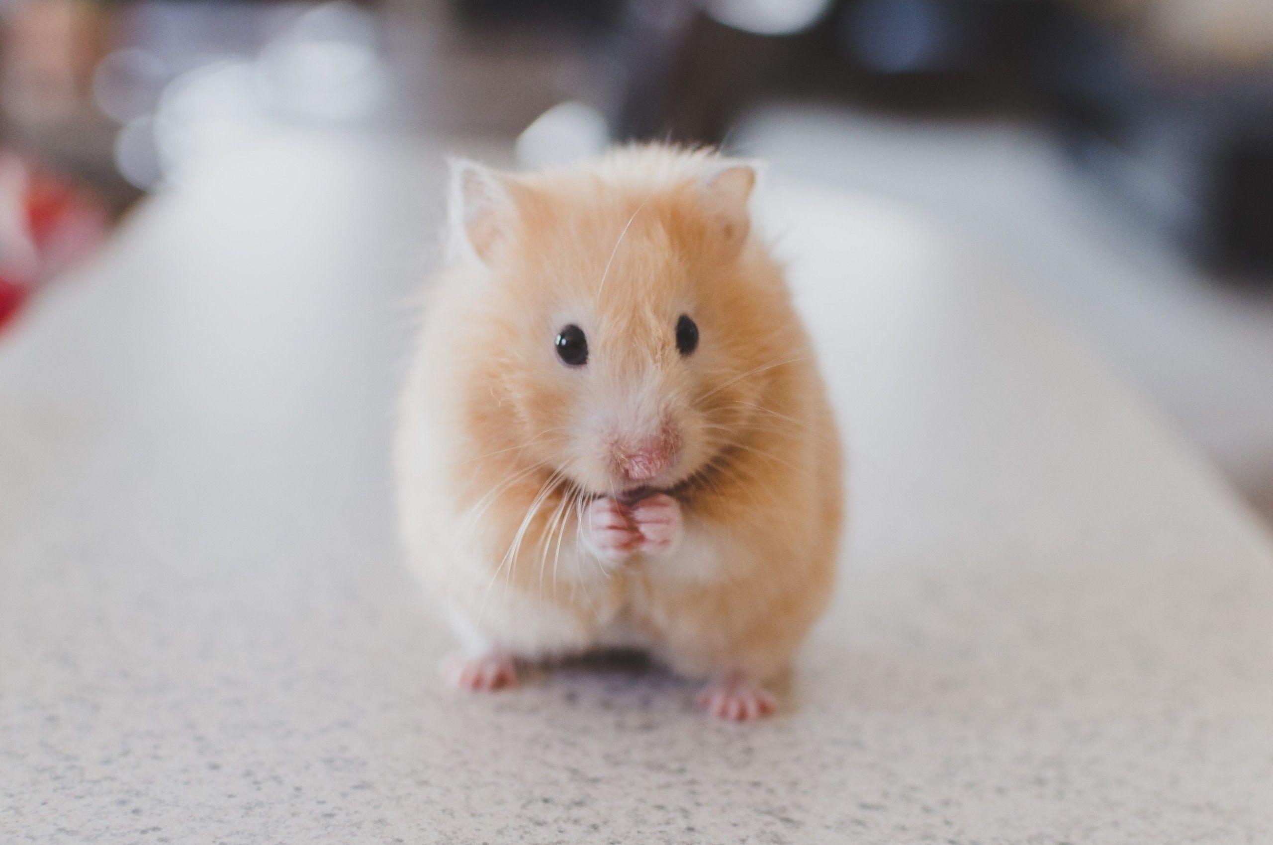 Hamster Download, Adorable Wallpaper, Niedliches Tier, Hintergrundbild, Nagetier, 2560x1700 HD Desktop