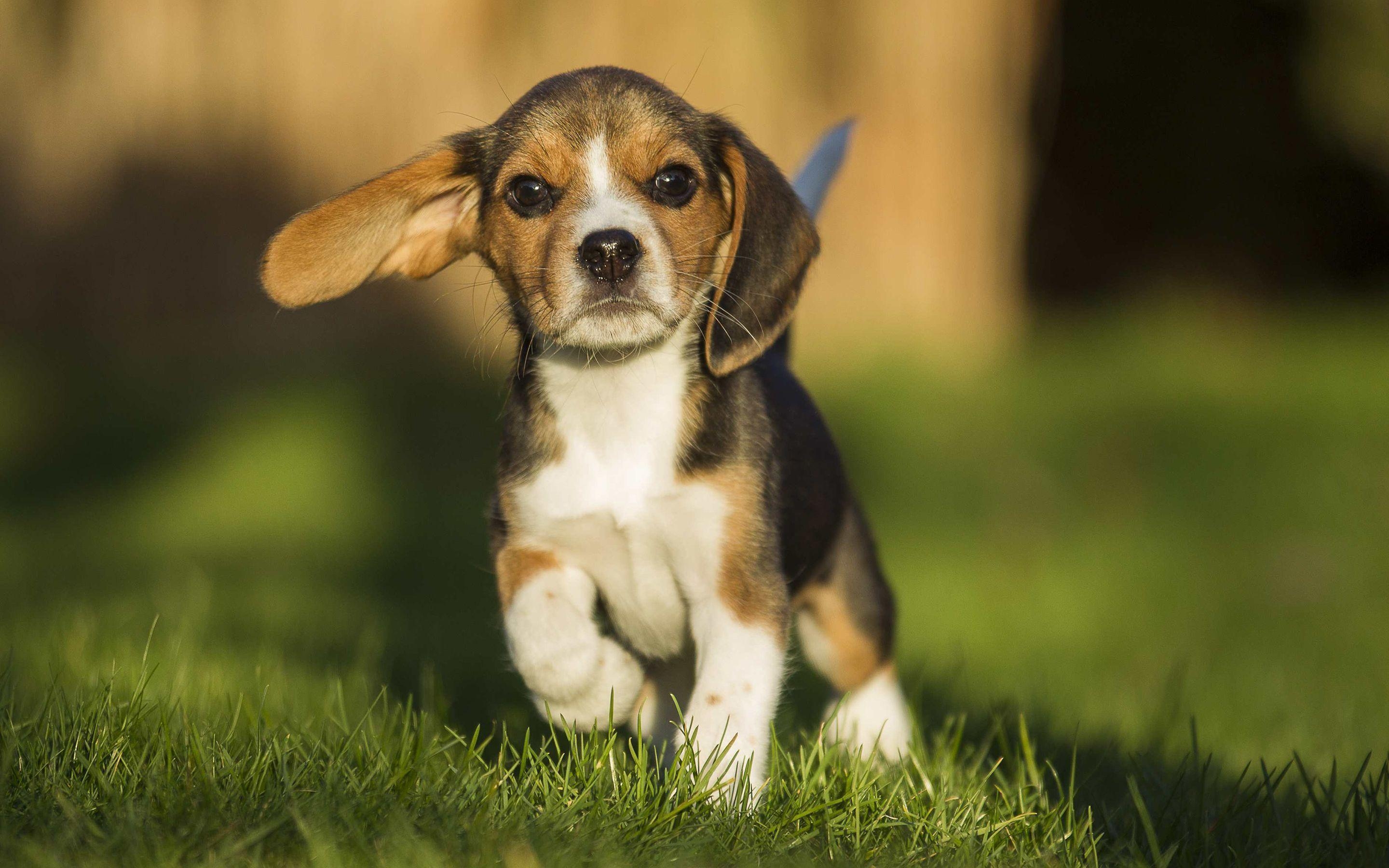 Beagle, Desktop, Hund, Hintergrund, Foto, 2880x1800 HD Desktop