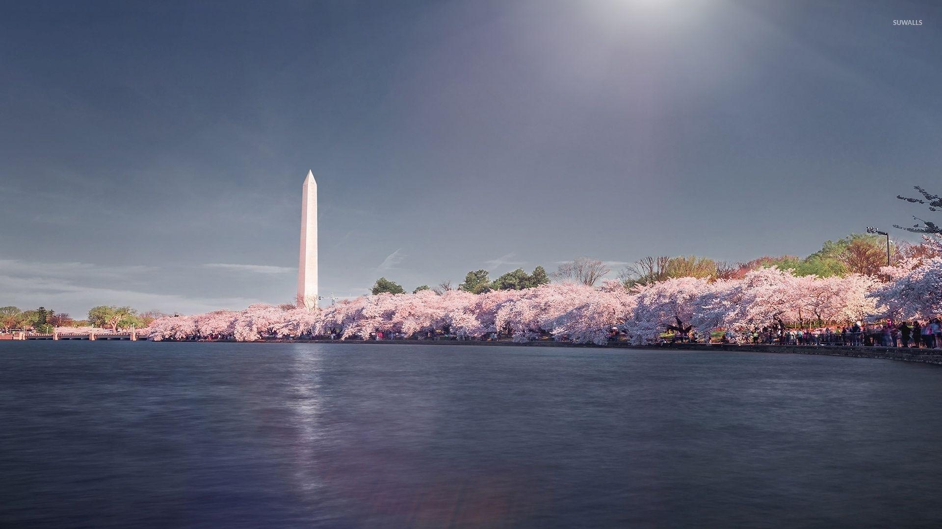 Kirschblüten, Washington Monument, Fotografie, Washington DC, Frühling, 1920x1080 Full HD Desktop