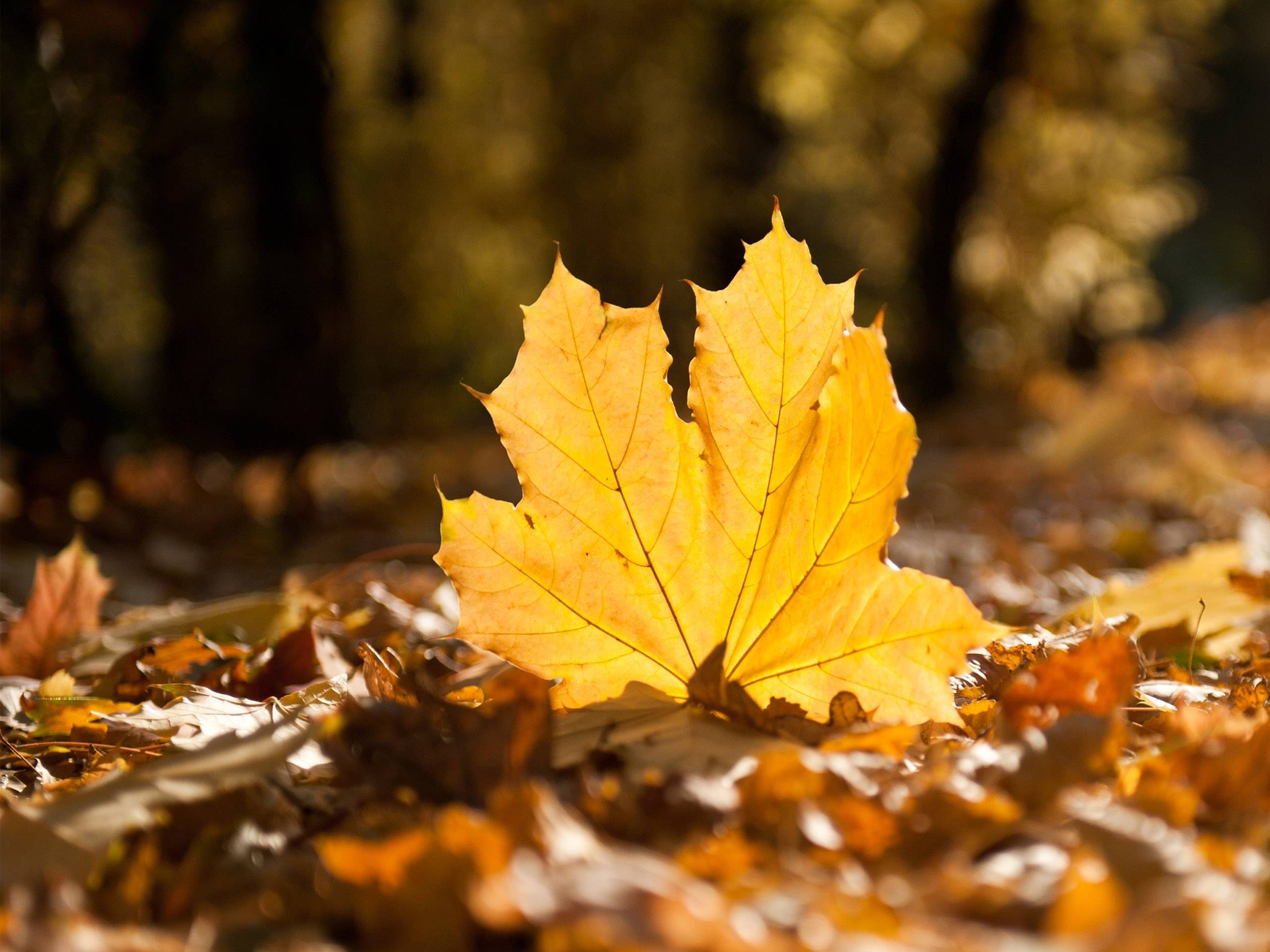 Herbstlaub, Natur, Design, Hintergrund, Farbe, 2560x1920 HD Desktop