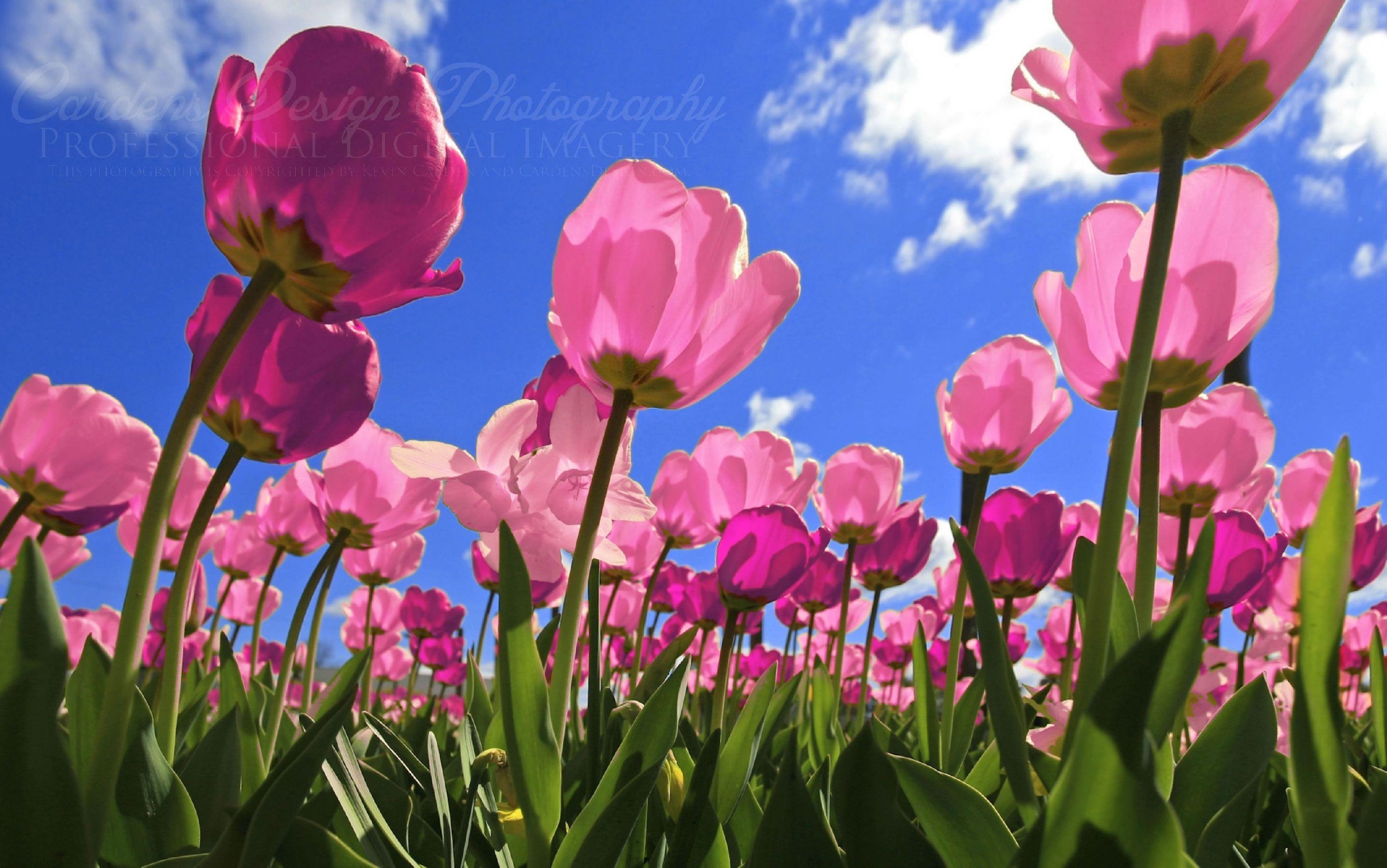 Tulpe, Blume, Hintergrund, Farben, Frühling, 3000x1880 HD Desktop