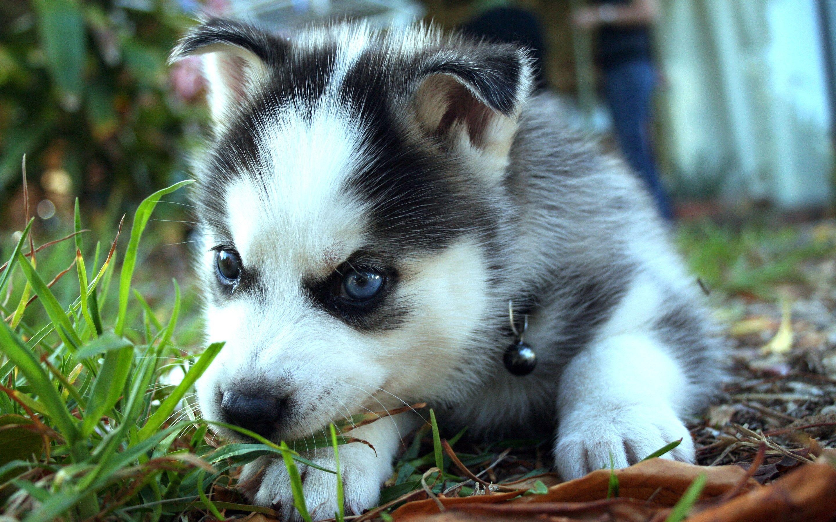 Baby Huskies, Tiere, Wallpaper, Hunde, Bilder, 2880x1800 HD Desktop