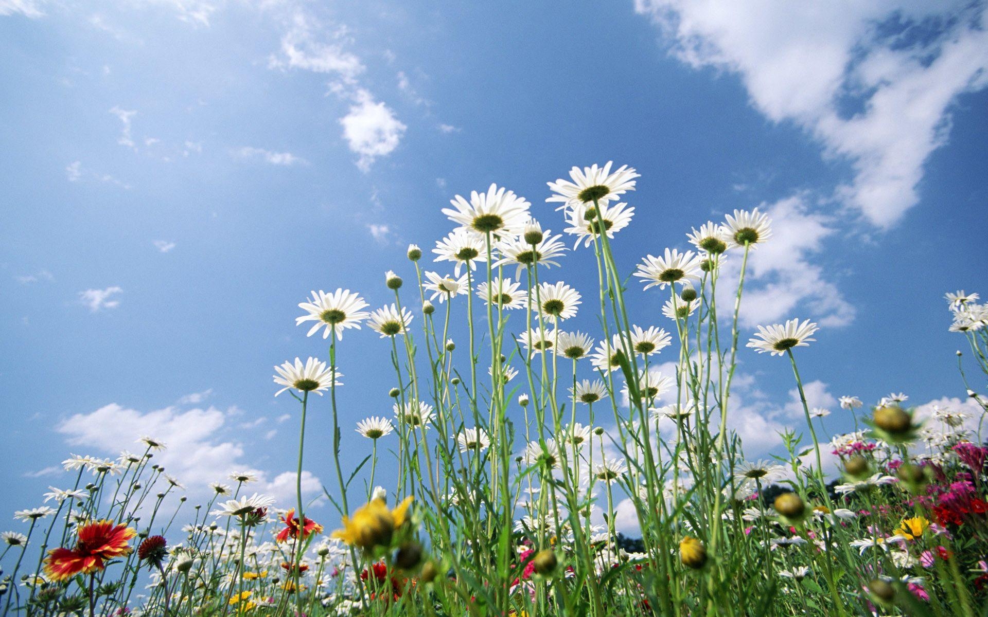 Frühling, Natur, Saison, Bild, Szene, 1920x1200 HD Desktop