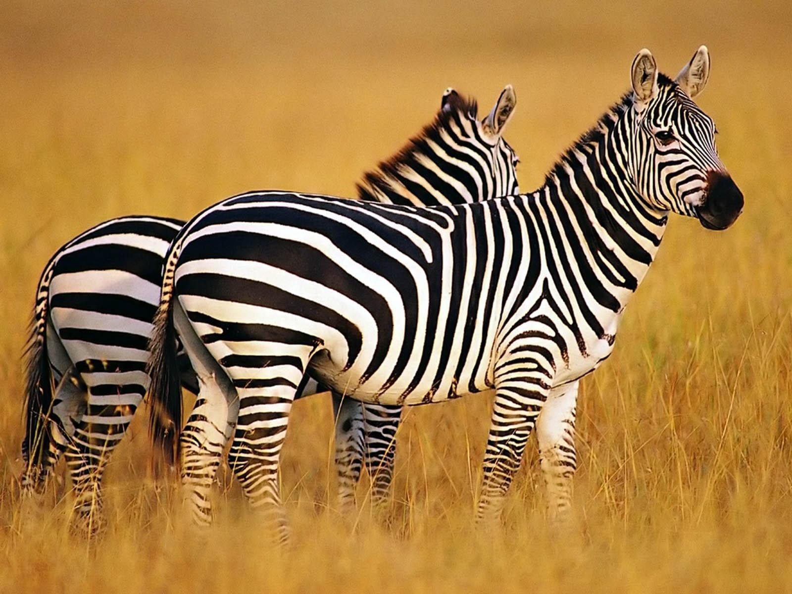 Zebra, Natur, Afrika, Hintergrund, Tier, 1600x1200 HD Desktop