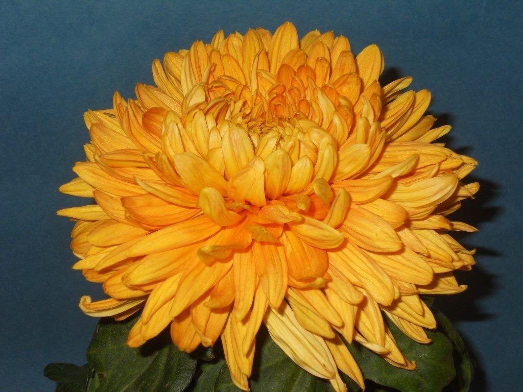 Chrysanthemen, Erde, HQ-Bild, Naturfotografie, 1030x770 HD Desktop