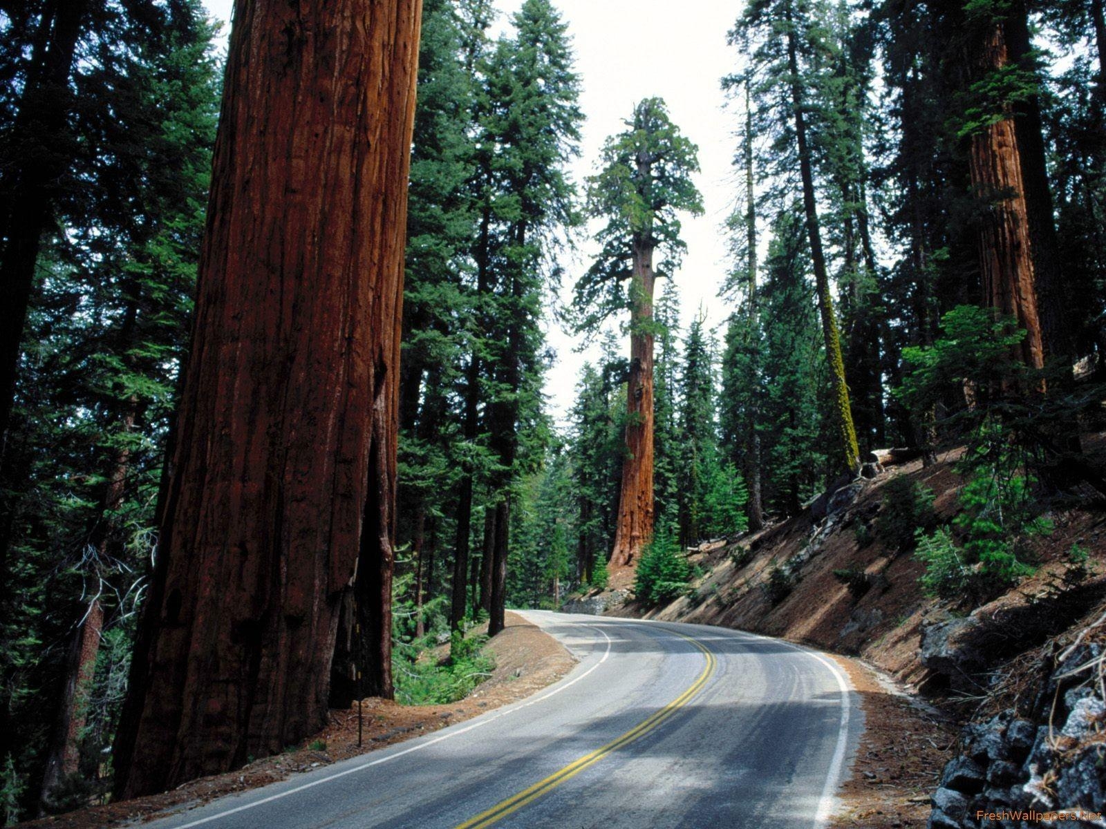 Redwood Nationalpark, Sequoia, Reisen, Kalifornien, Natur, 1600x1200 HD Desktop