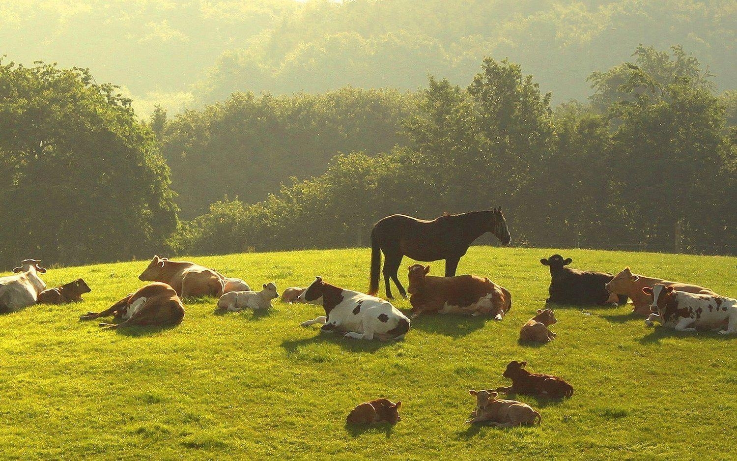 Tierschutz, Farm, natürliche Umgebung, Verantwortung, Verständnis, 1500x940 HD Desktop