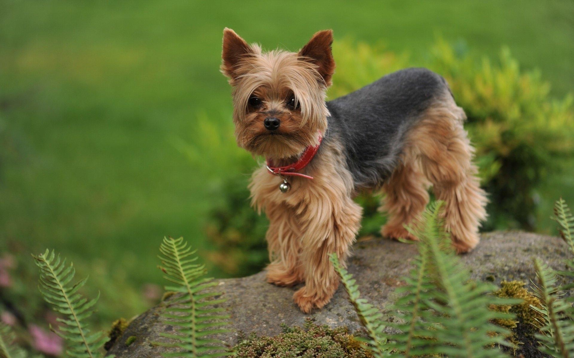 Yorkshire Terrier, Desktop, Hintergrund, Tieremotiv, Hunde, 1920x1200 HD Desktop