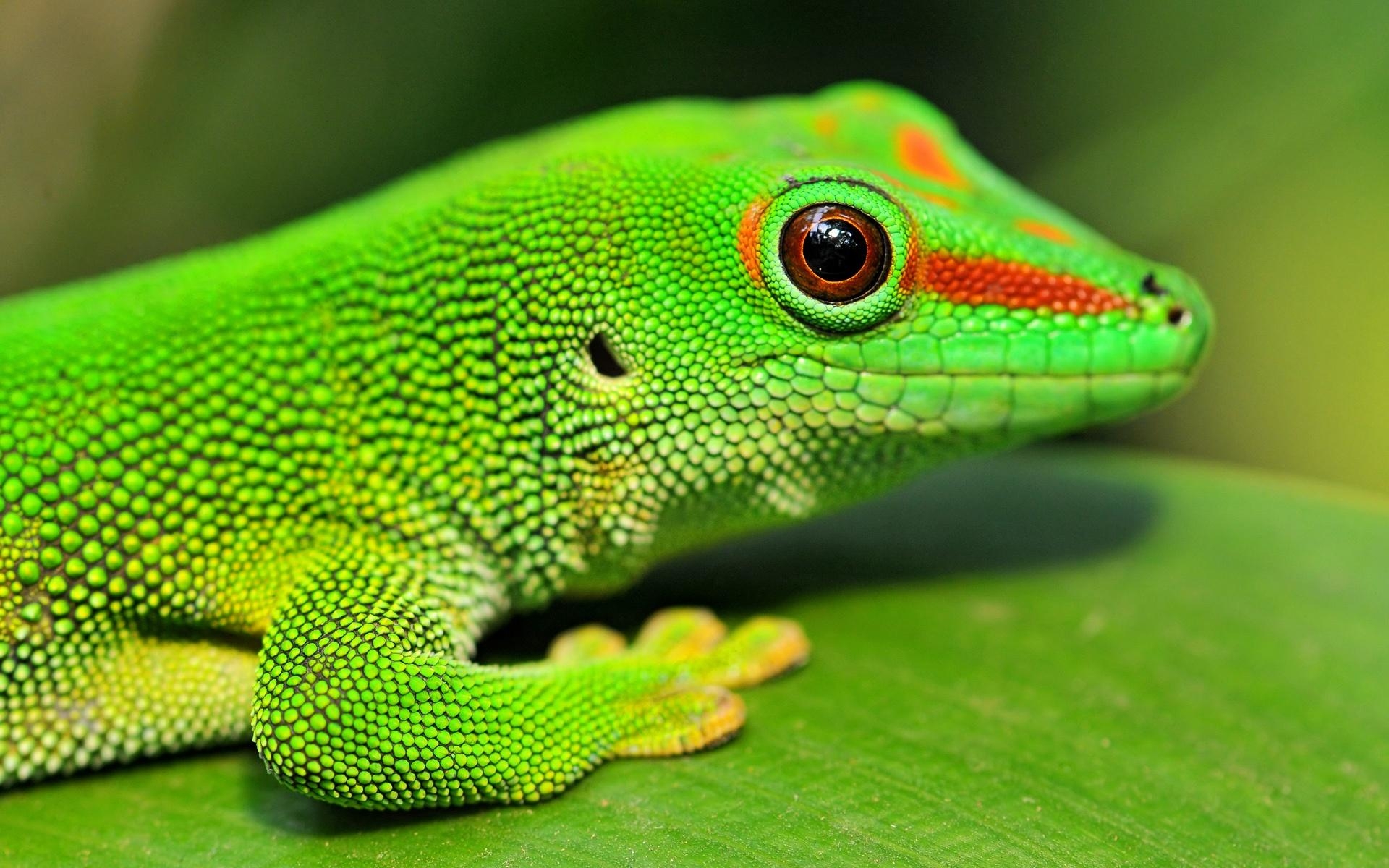 Gecko, iPad, Hintergrund, Reptil, Tier, 1920x1200 HD Desktop