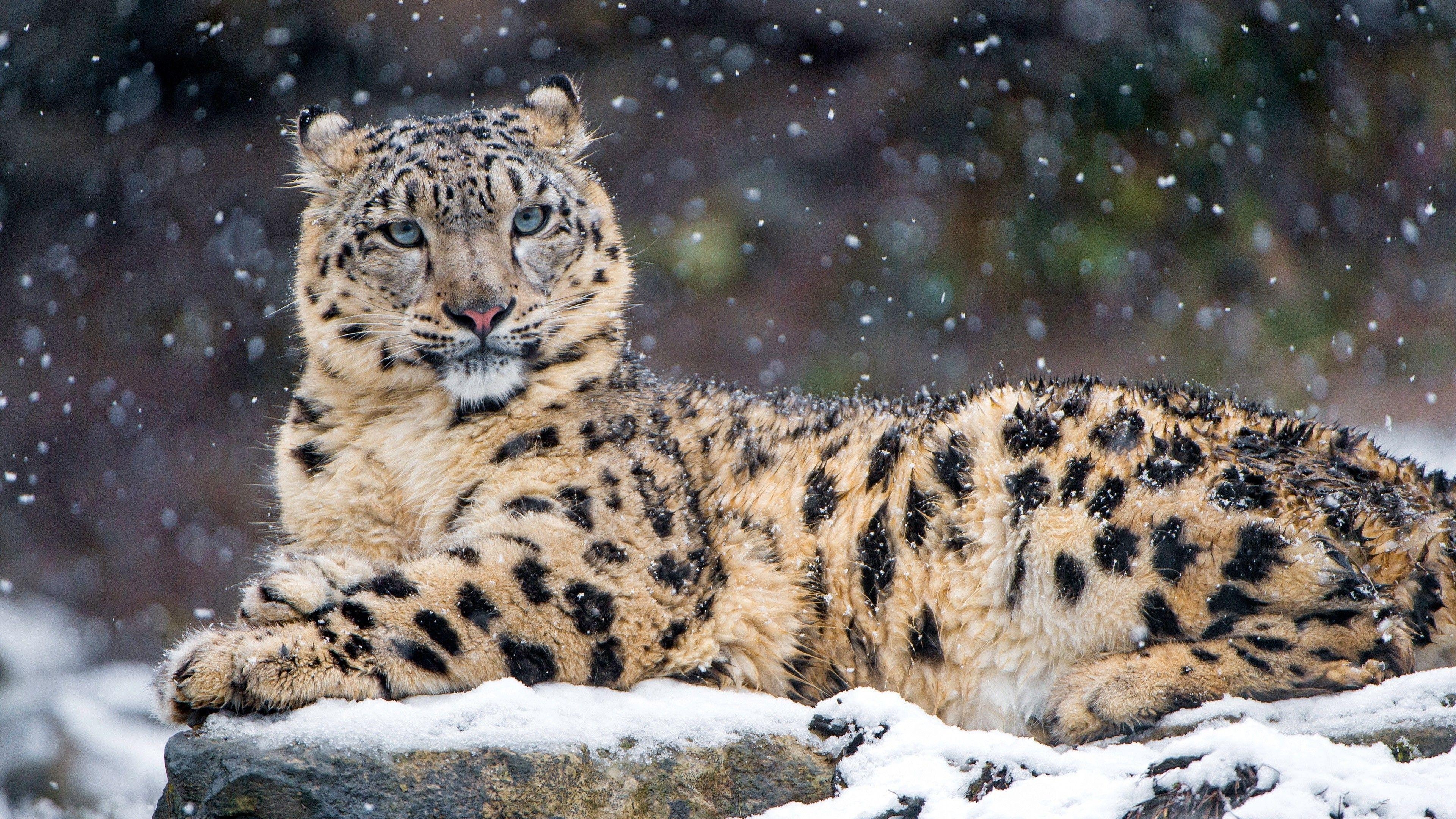 Tiere, Schneeleoparden, Katzen, Hintergründe, Wildkatzen, 3840x2160 4K Desktop